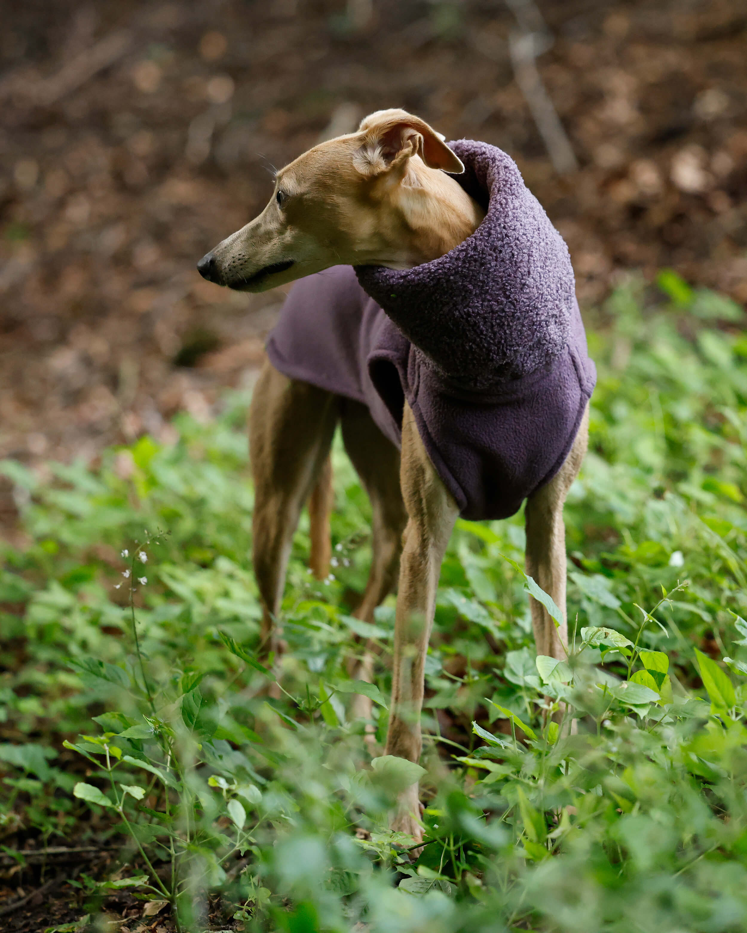 THE BERRY Premium Fleece Jumper - Iggy Size