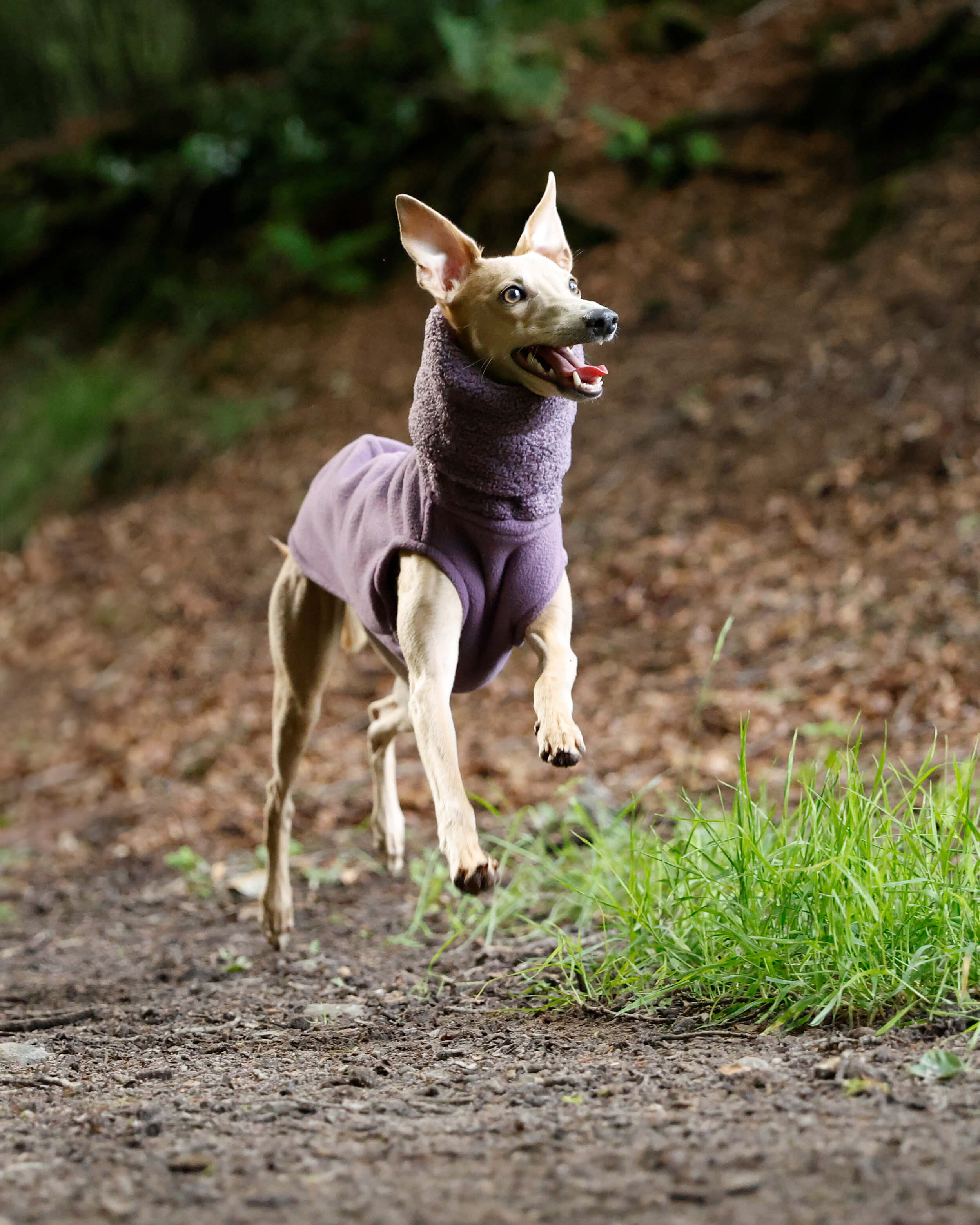 THE BERRY Premium Fleece Whippet Jumper