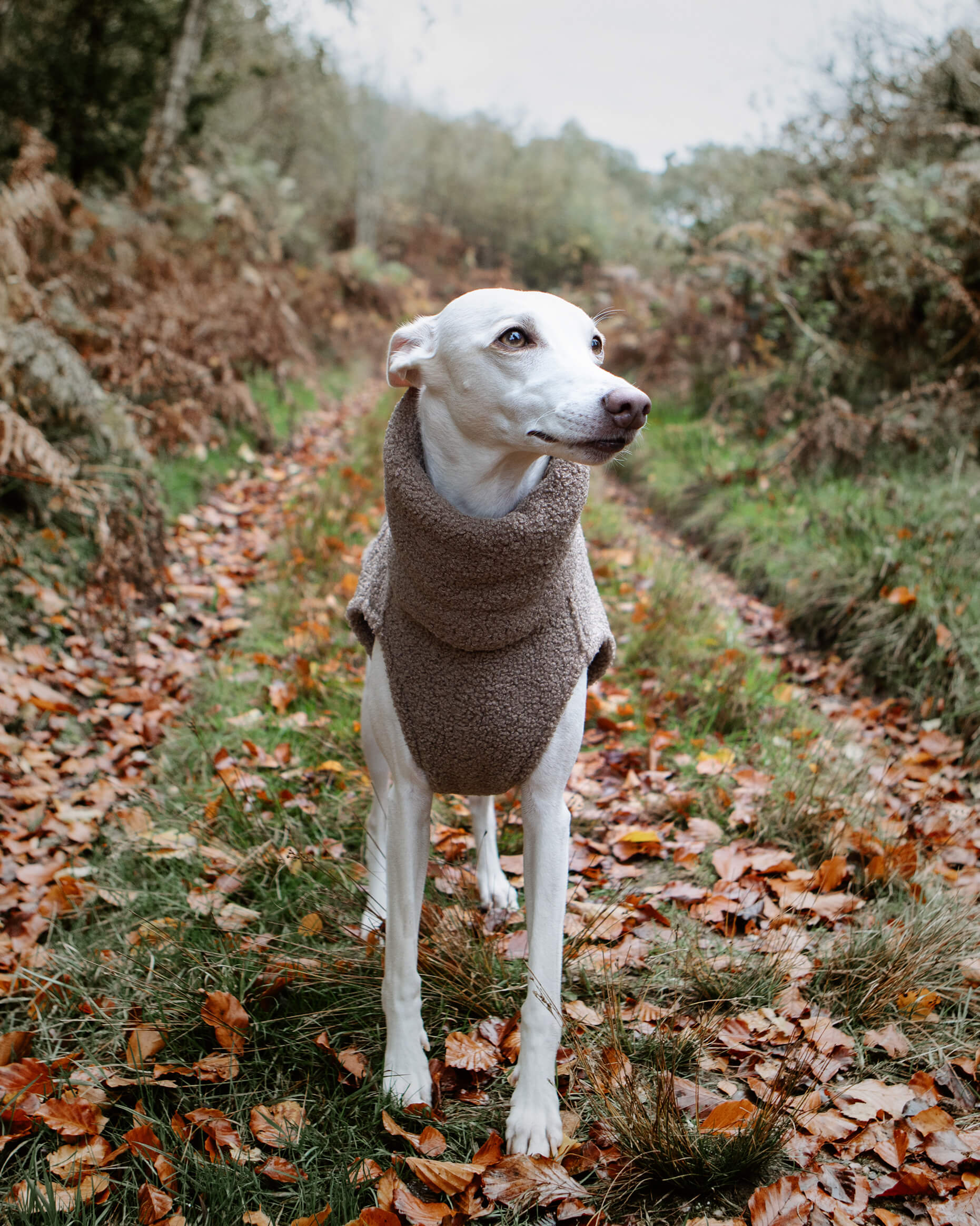 THE BERRY Premium Fleece Whippet Jumper