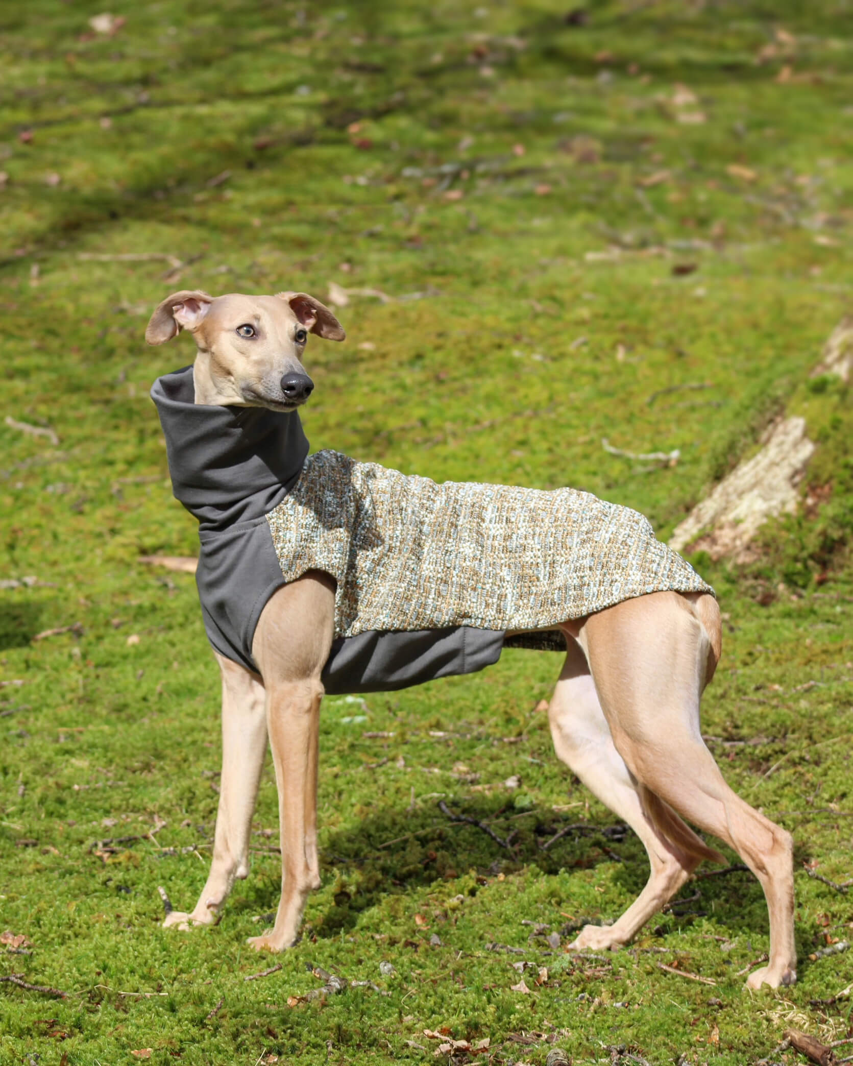 The OPAL Jumper - Greyhound Size