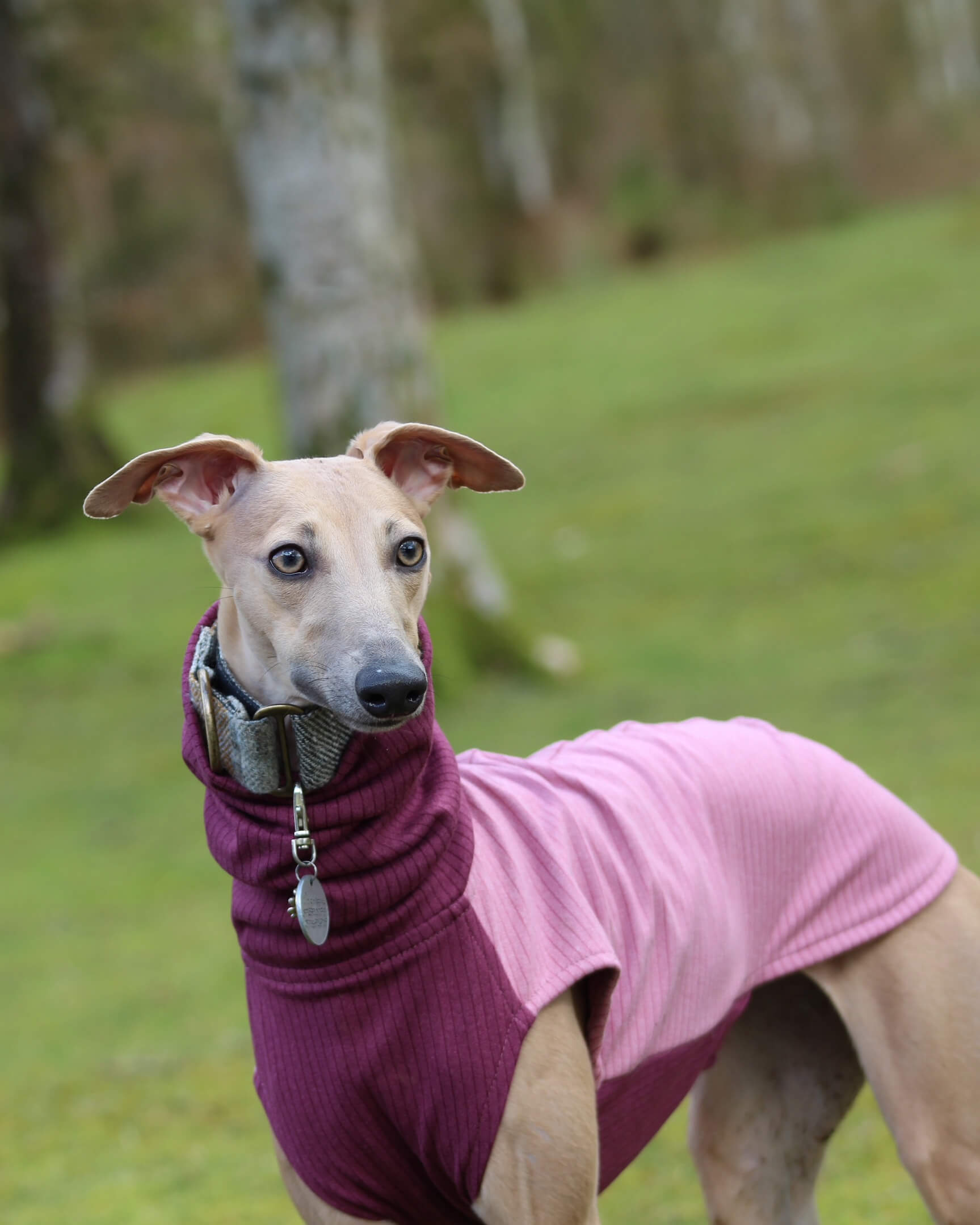 THE ENZO Jumper - Iggy Size