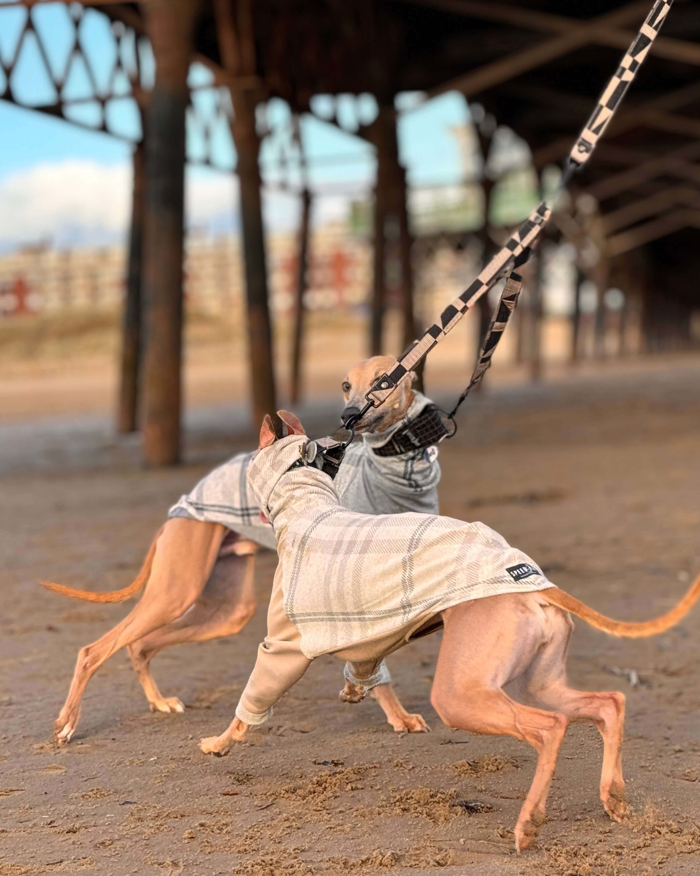 The MARV Whippet Jumper