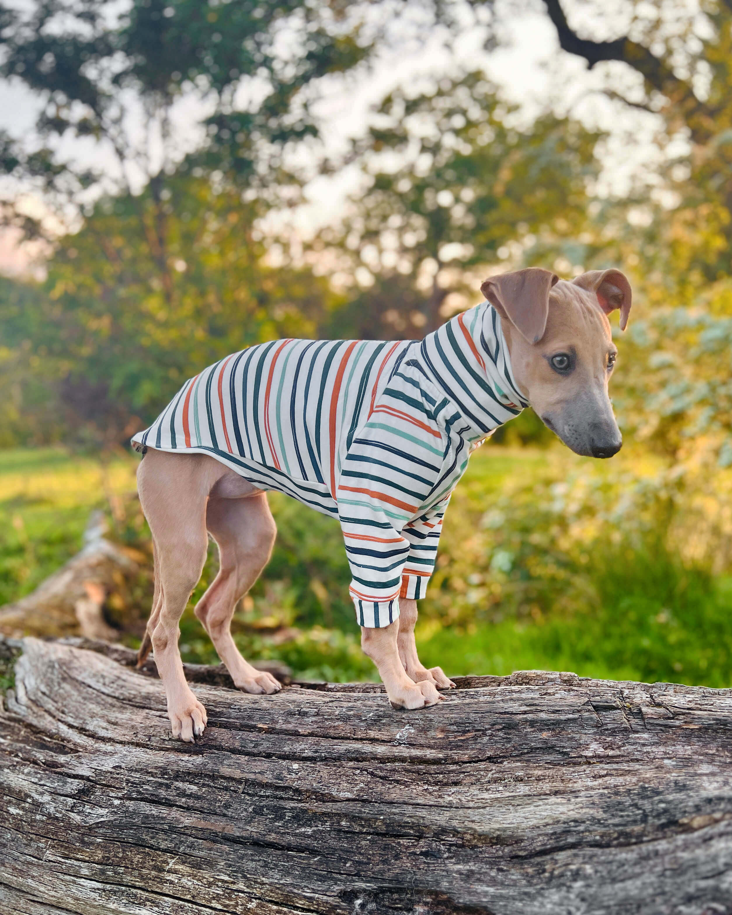 THE ERNIE Whippet Jumper