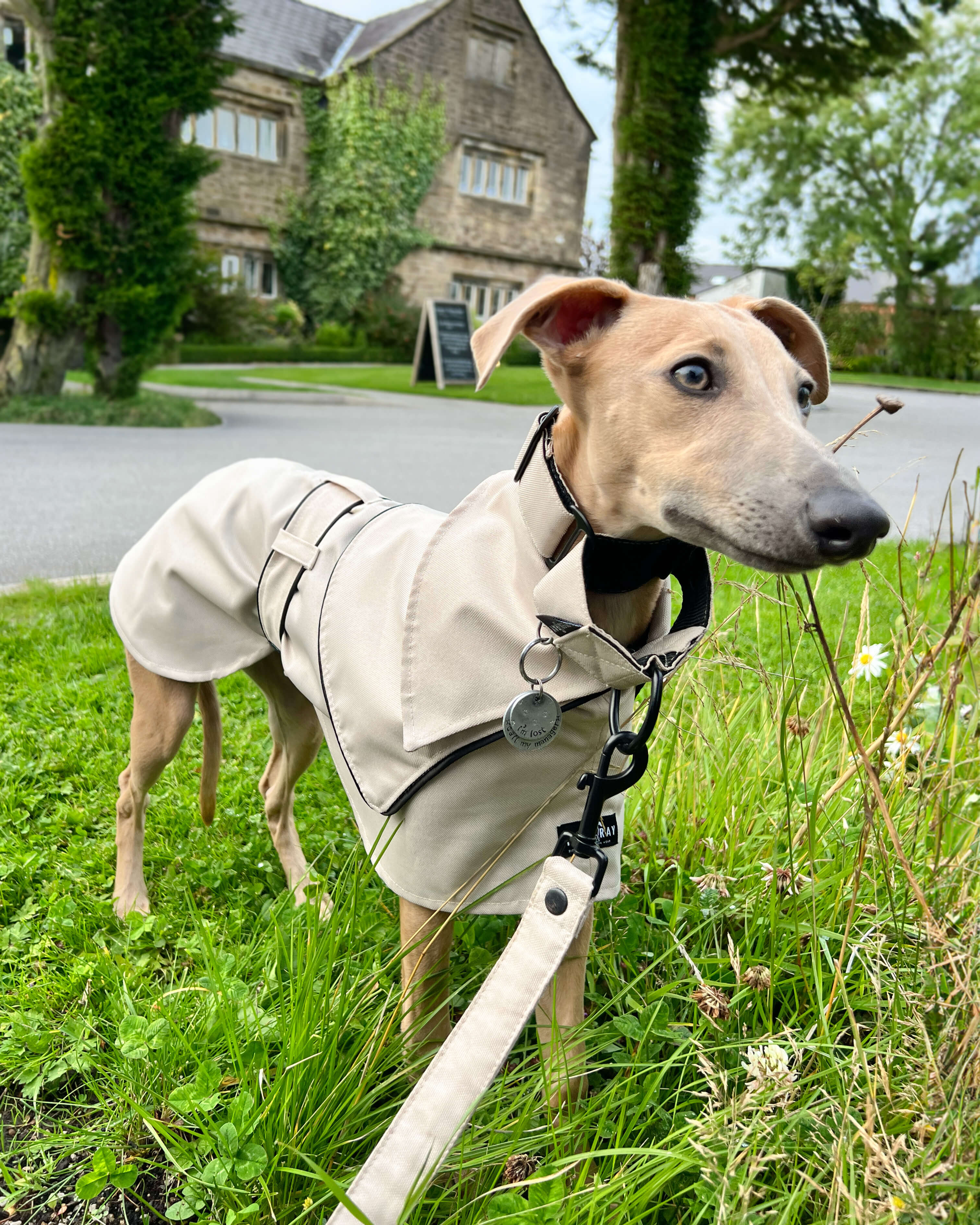 THE ELSA Whippet Trench Raincoat