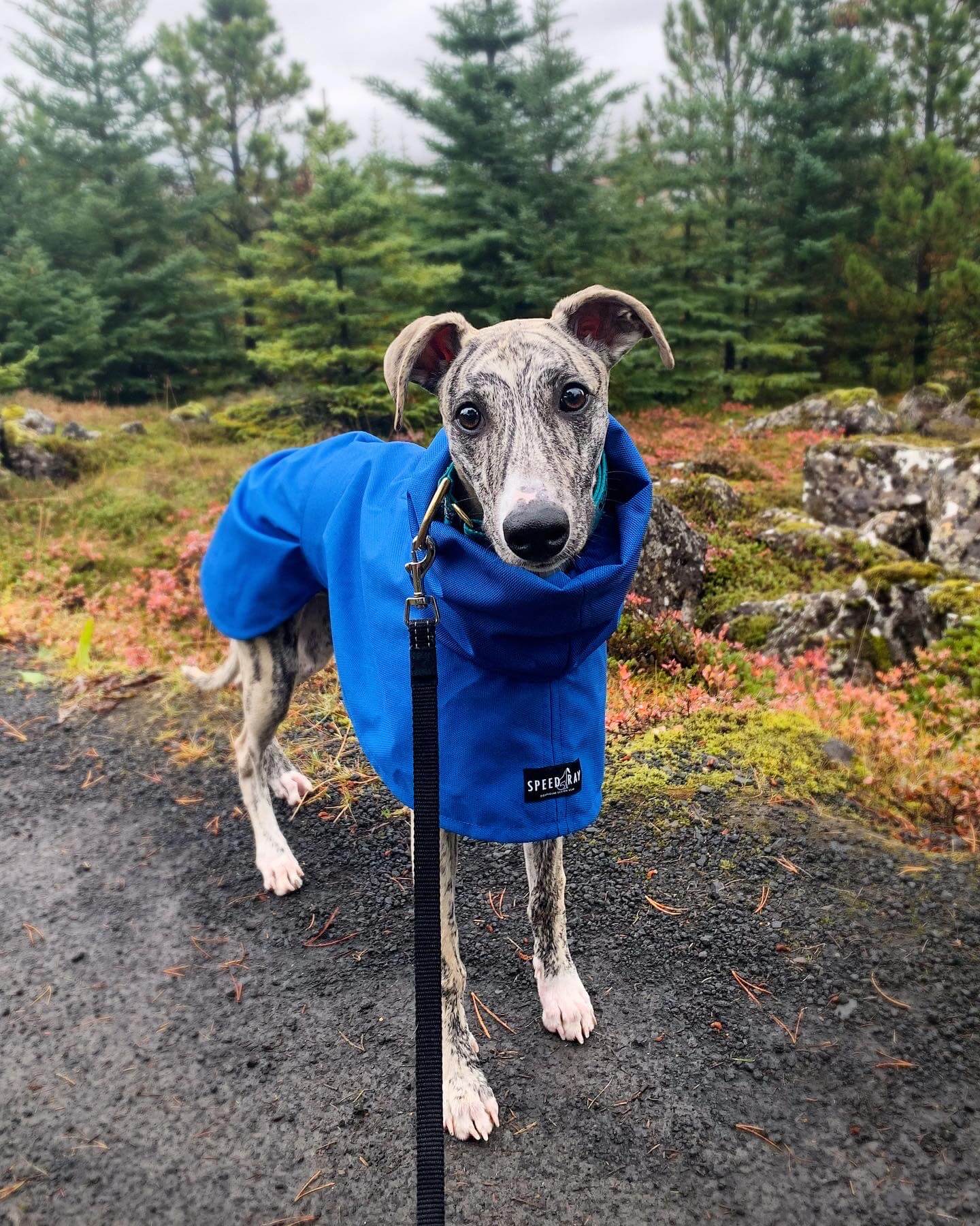 THE BLUE Raincoat - Iggy Size