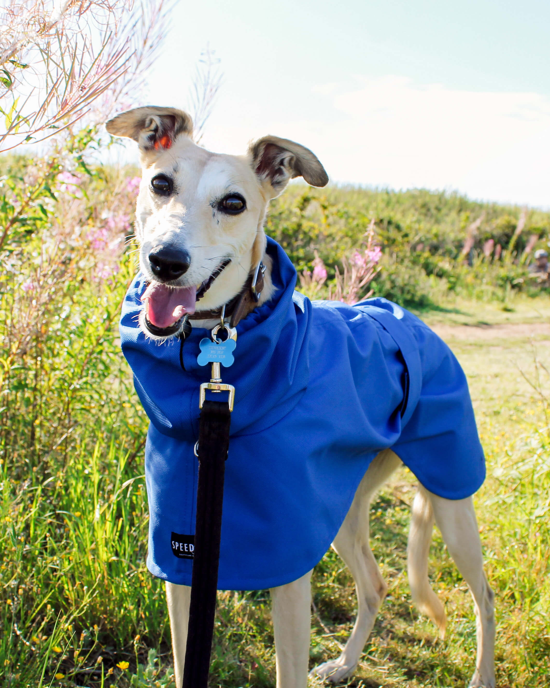 THE BLUE Raincoat - Greyhound Size