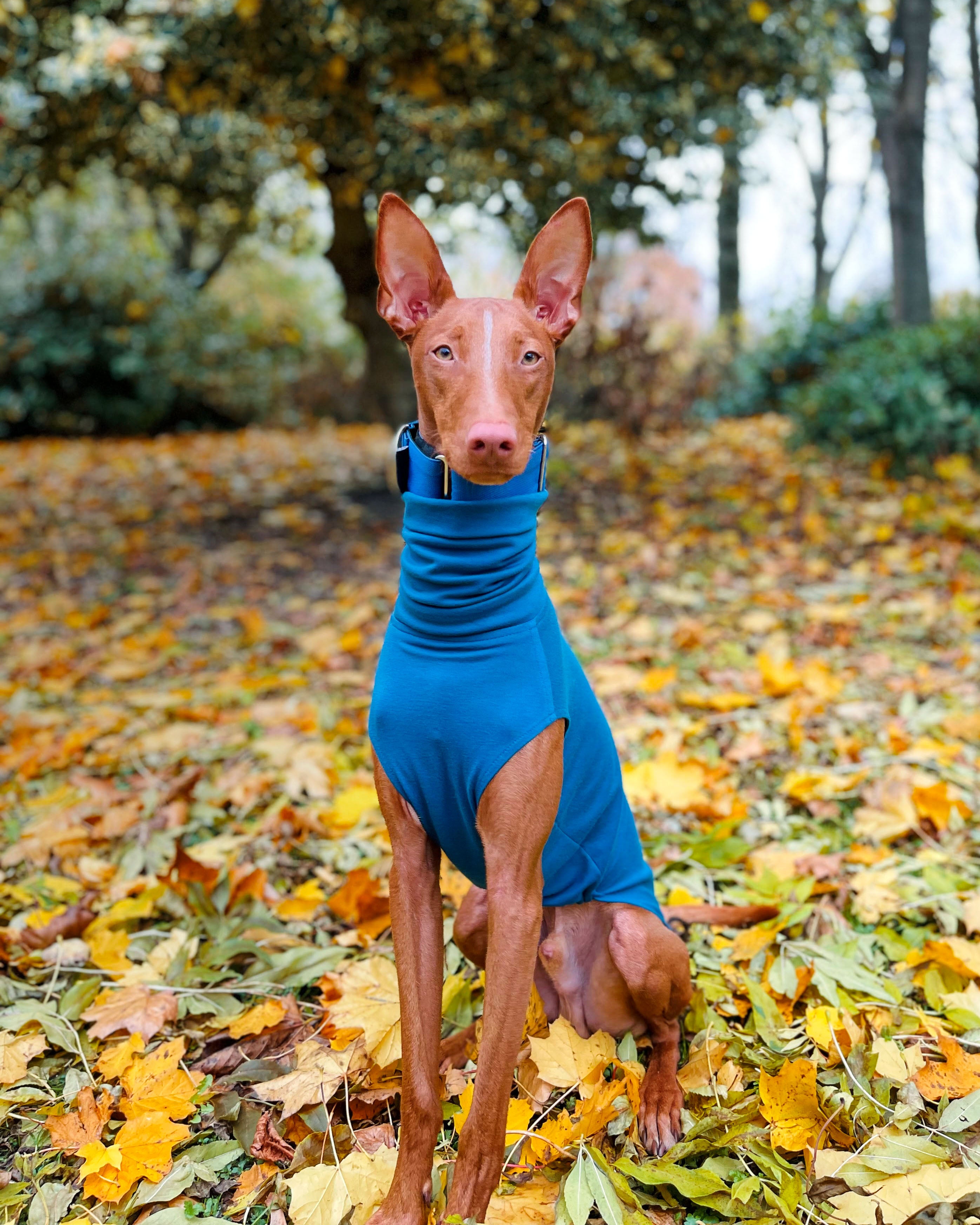 THE CAIRO Jumper (Blues) - Greyhound Size