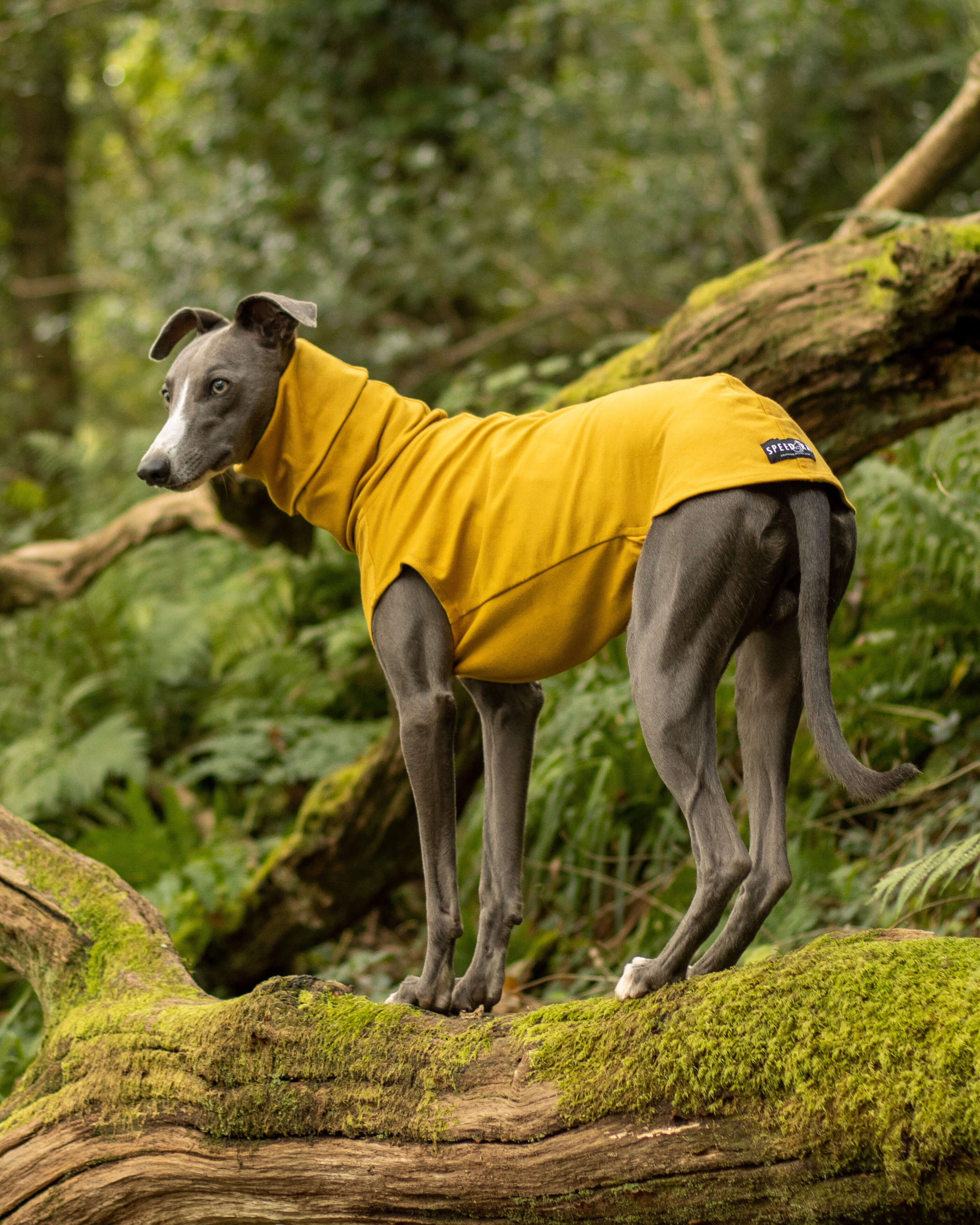 THE CAIRO Whippet Jumper (Lights)