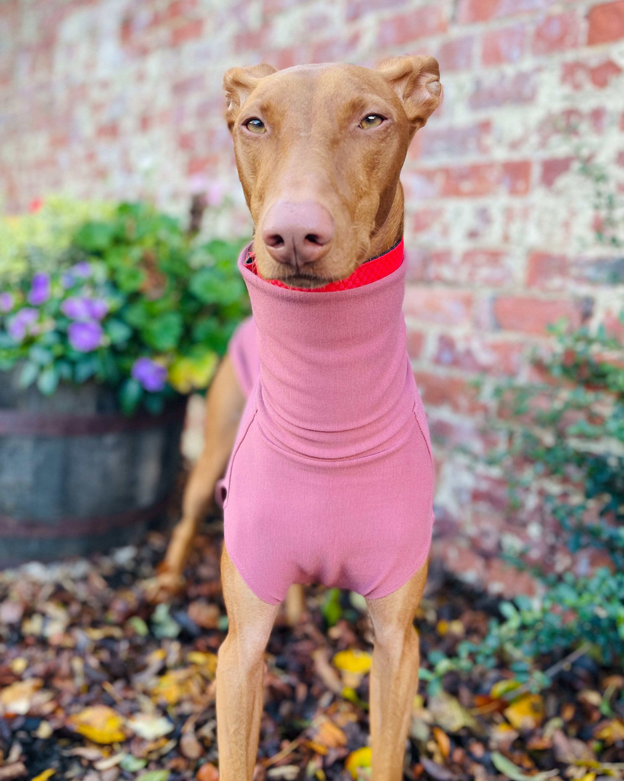 THE CAIRO Jumper (Reds) - Greyhound Size