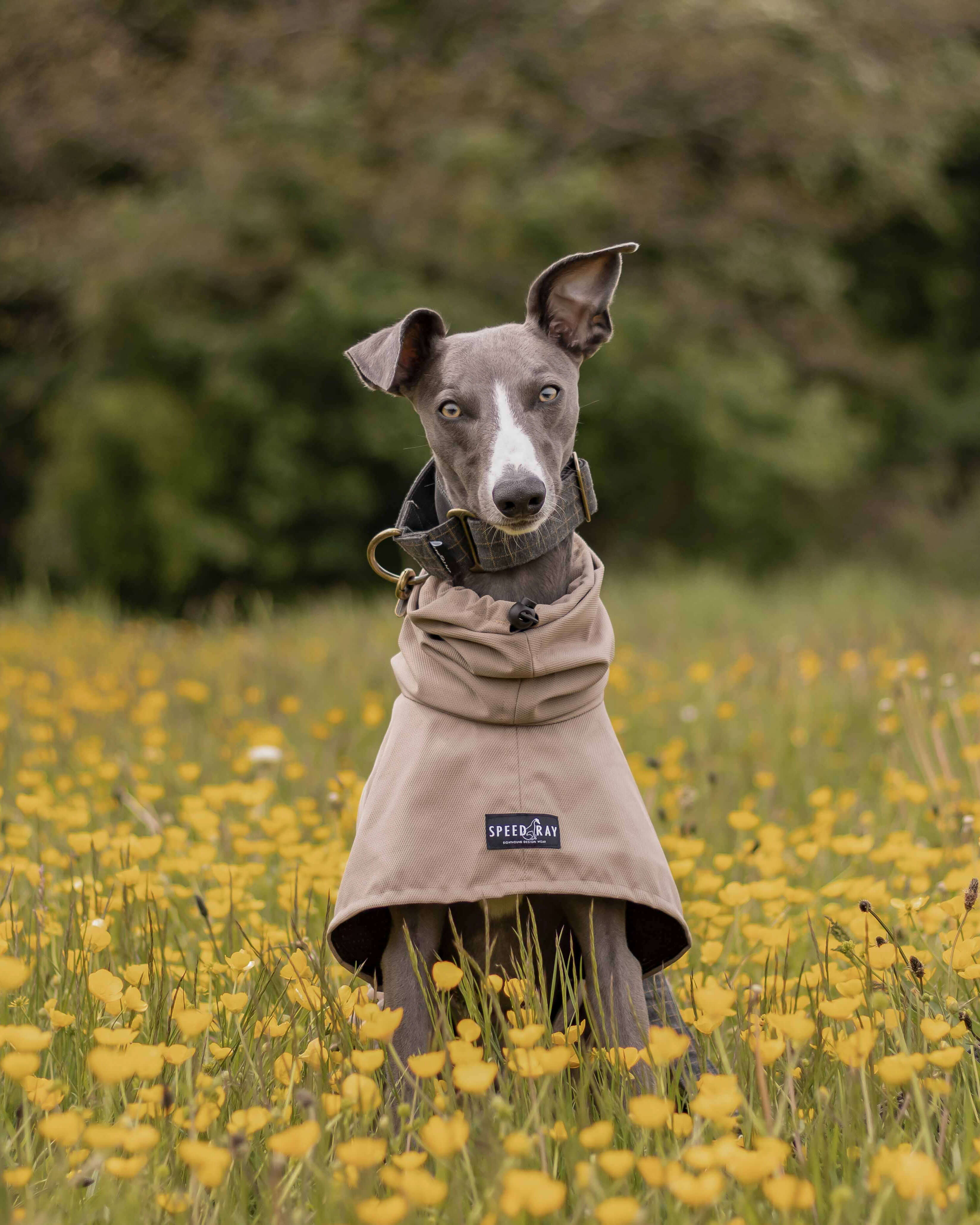 THE DOBBY Whippet Raincoat - In Stock