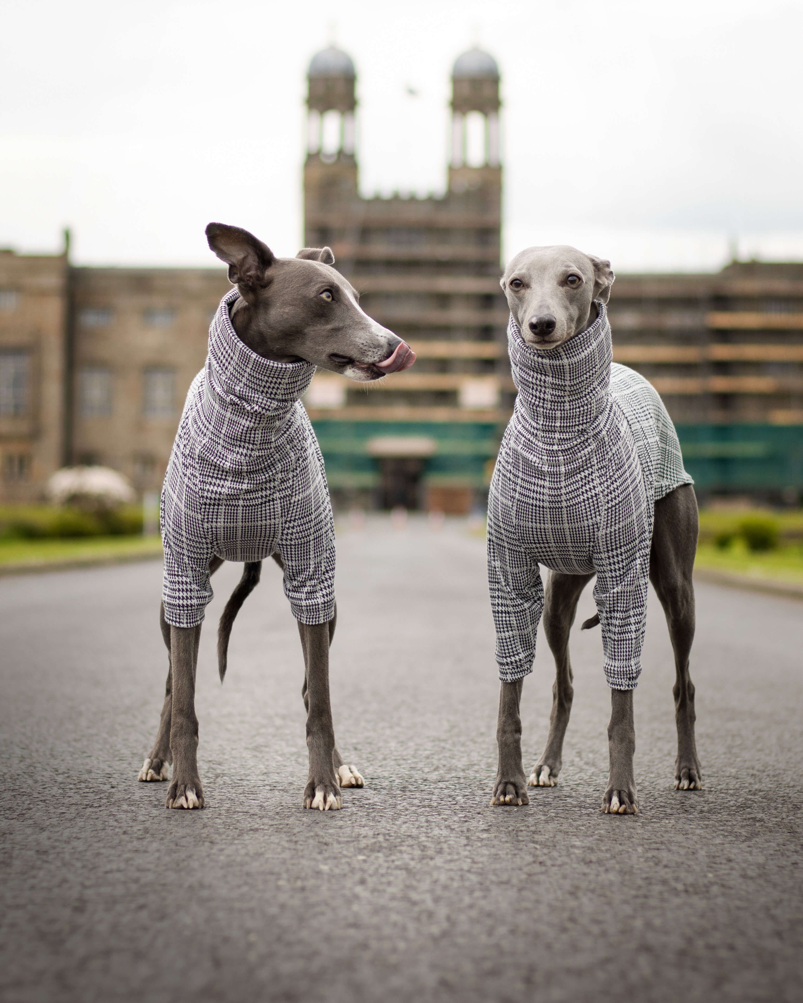 THE DALTON Whippet Jumper