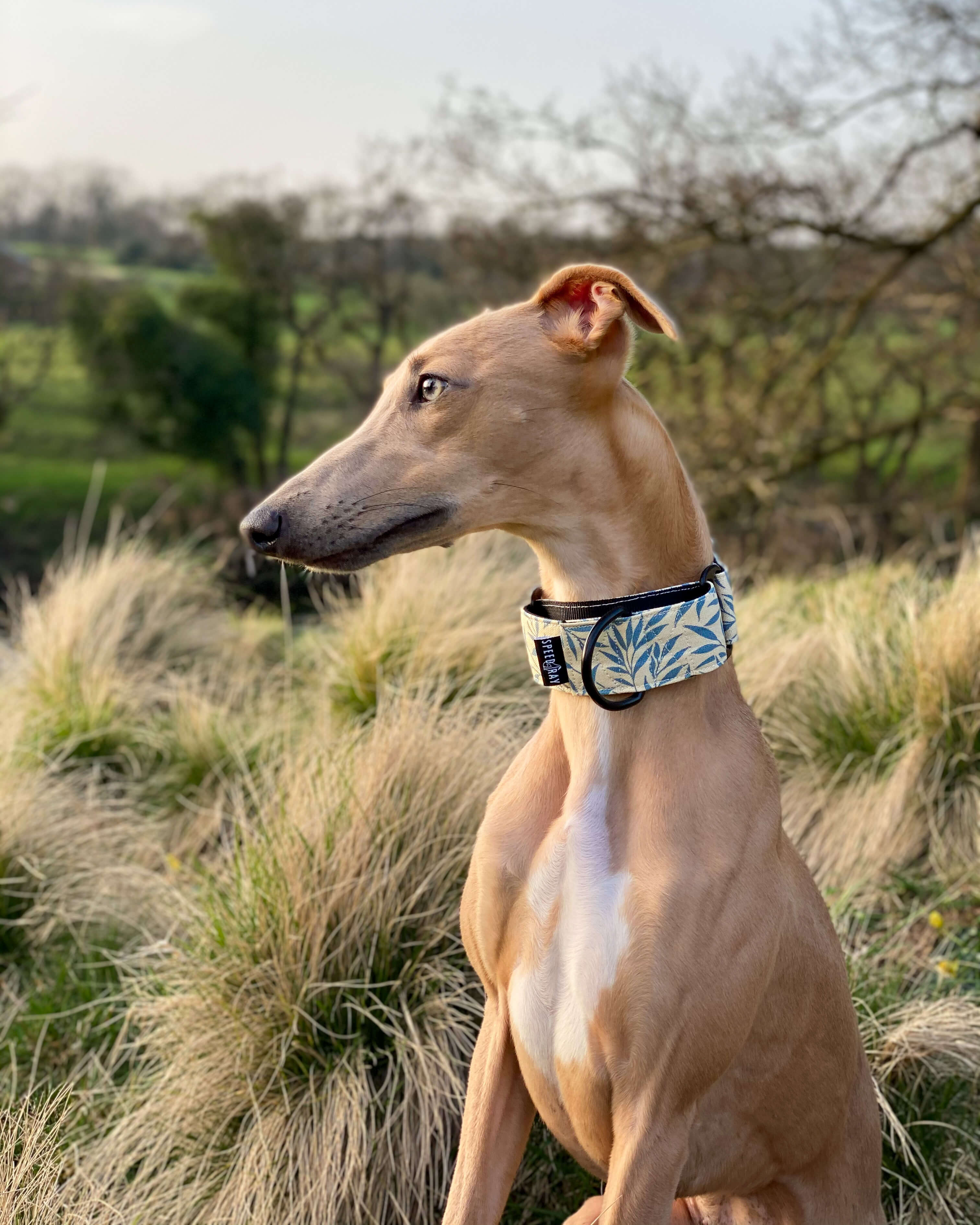 THE LANA Martingale Collar