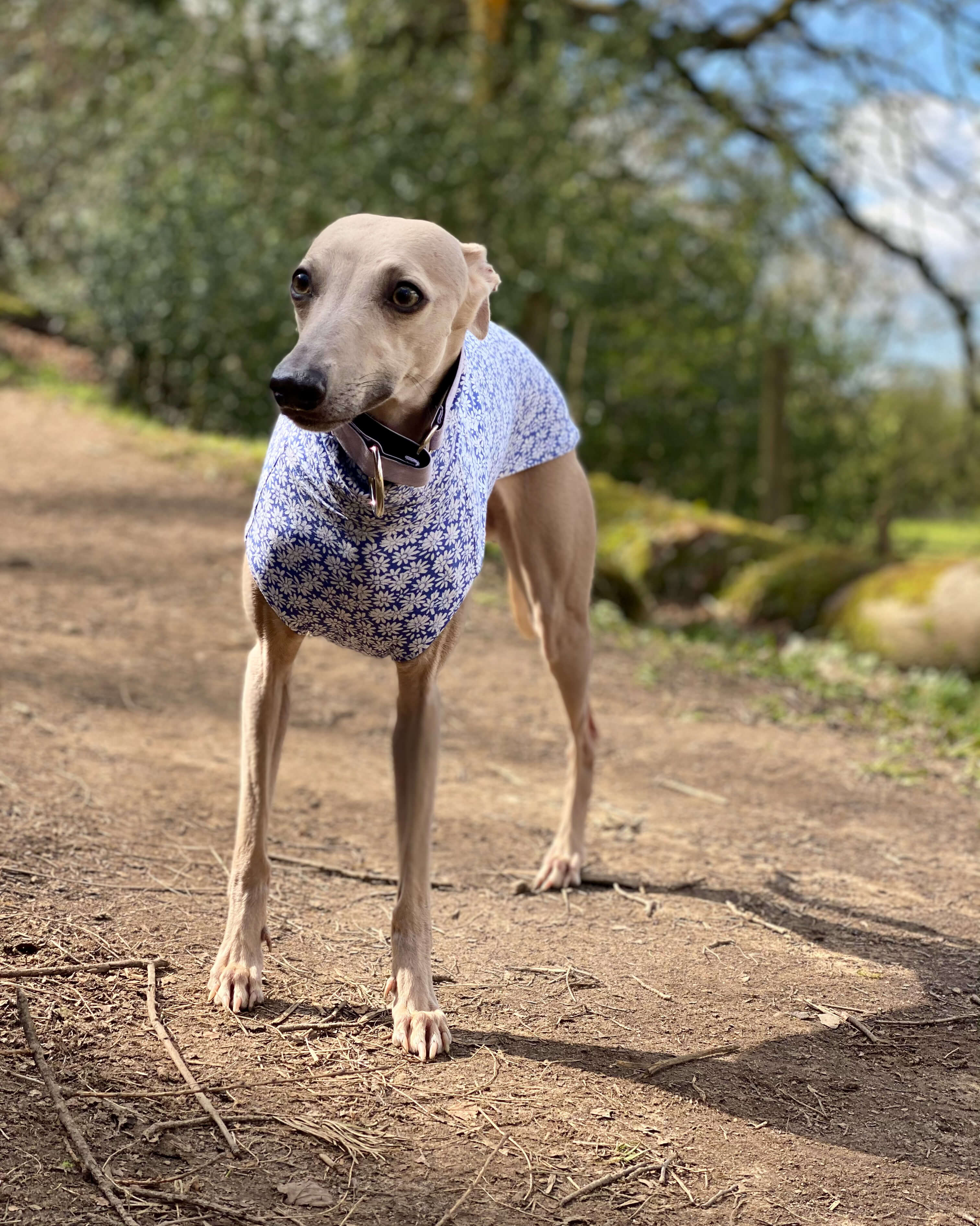 THE BELLA Daisy Lightweight Whippet T-shirt