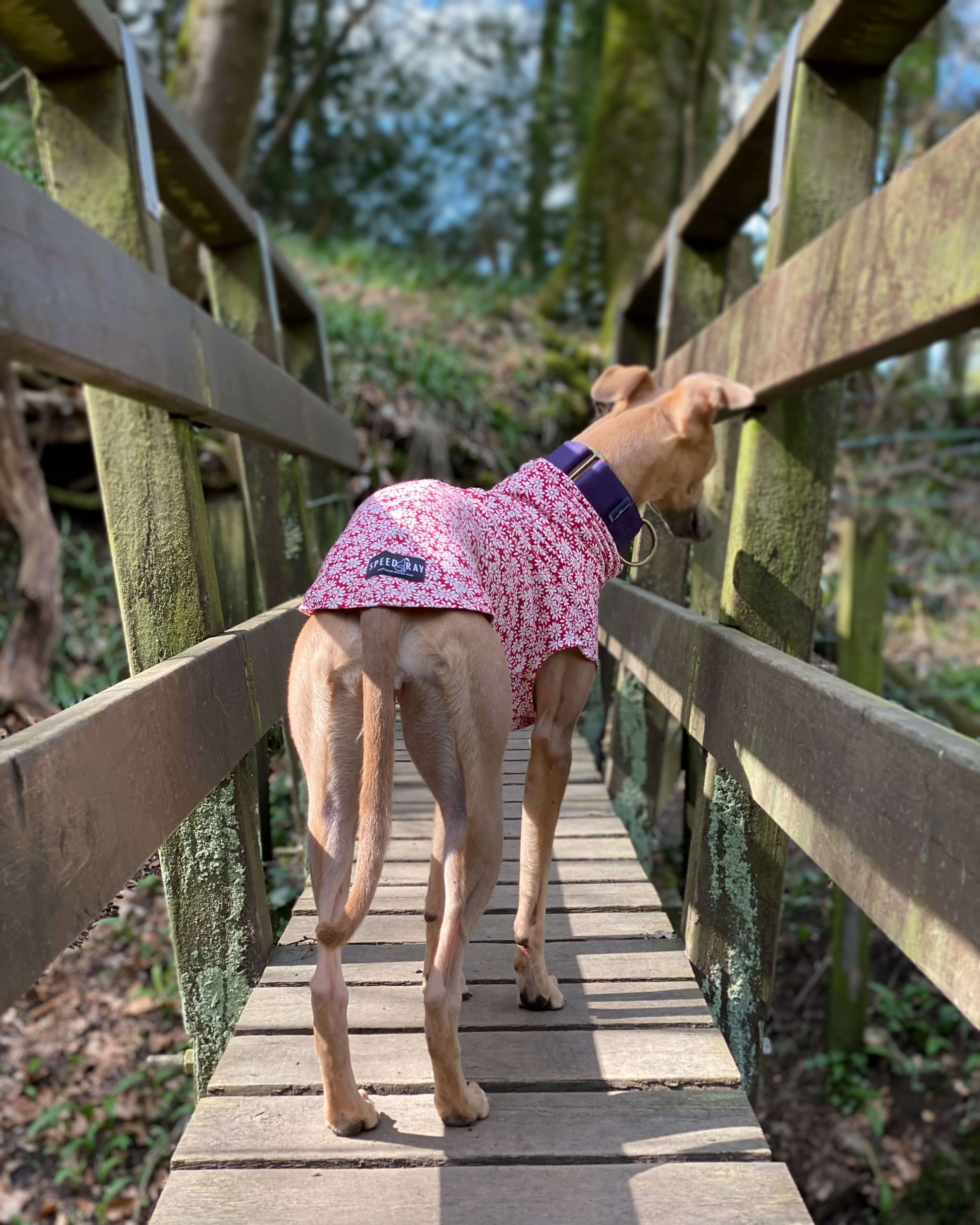 THE BELLA Daisy Lightweight Whippet T-shirt