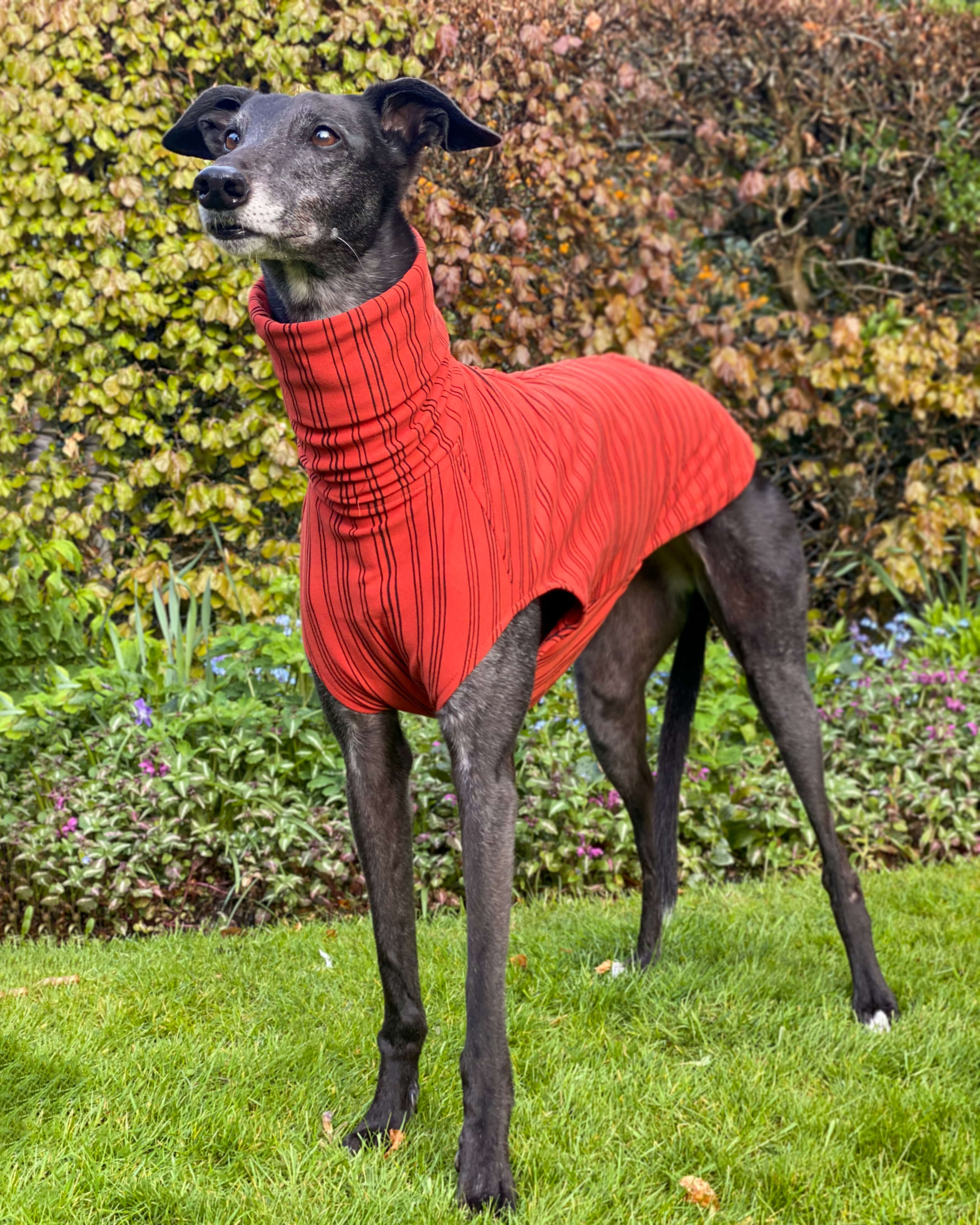 THE BEAU Jumper - Greyhound Size