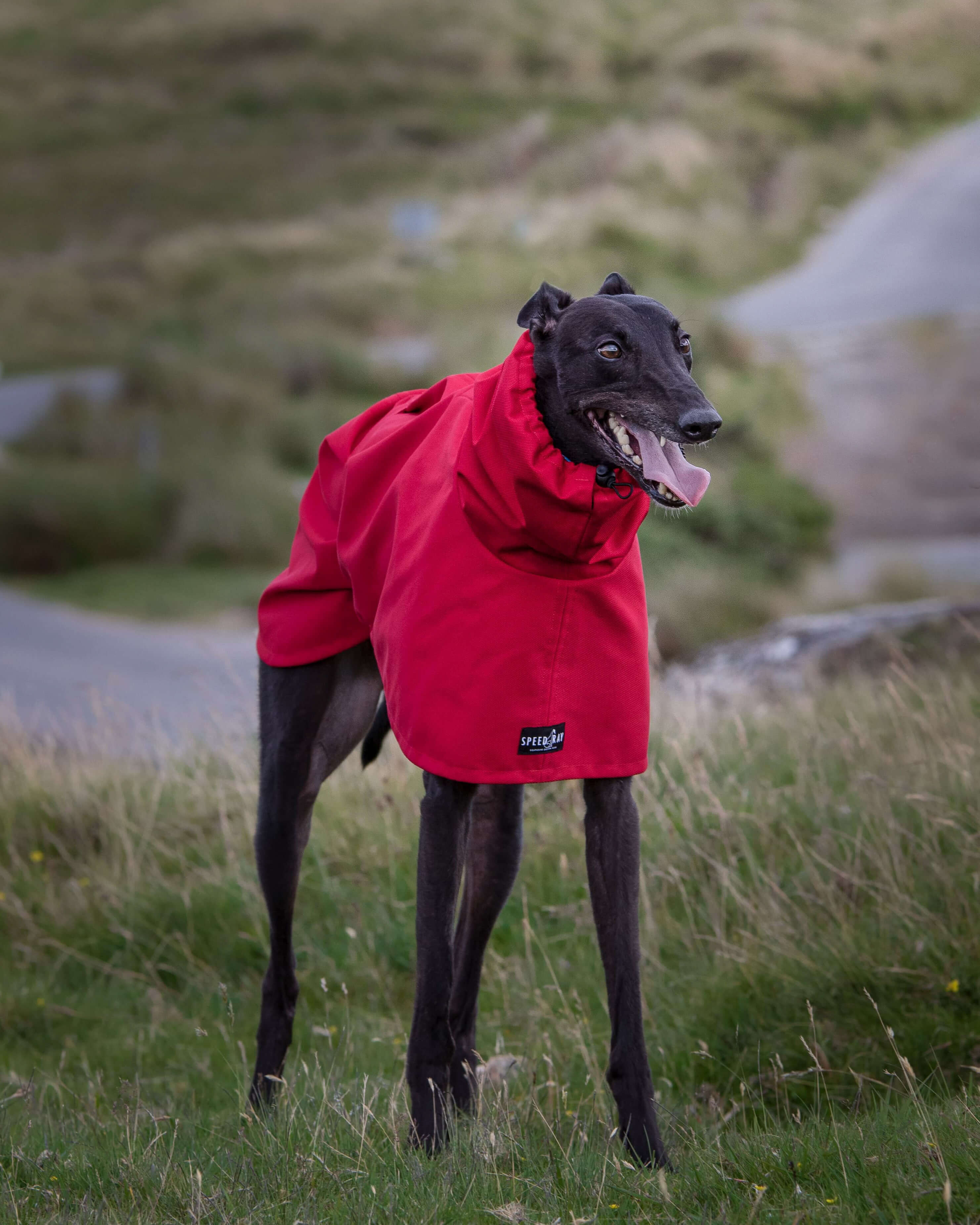THE ROXY Raincoat - Greyhound Size