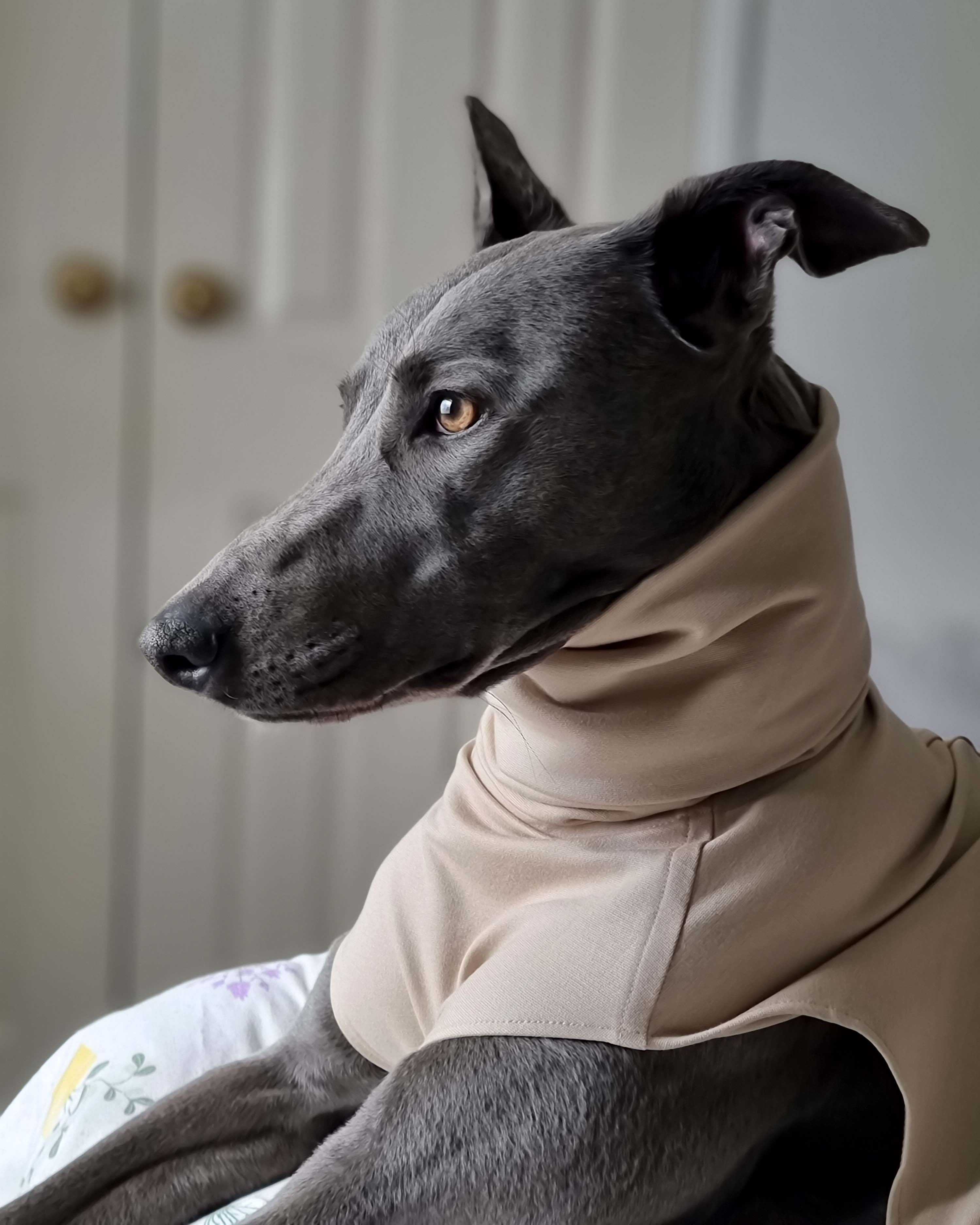 THE CAIRO Whippet Jumper (Lights)