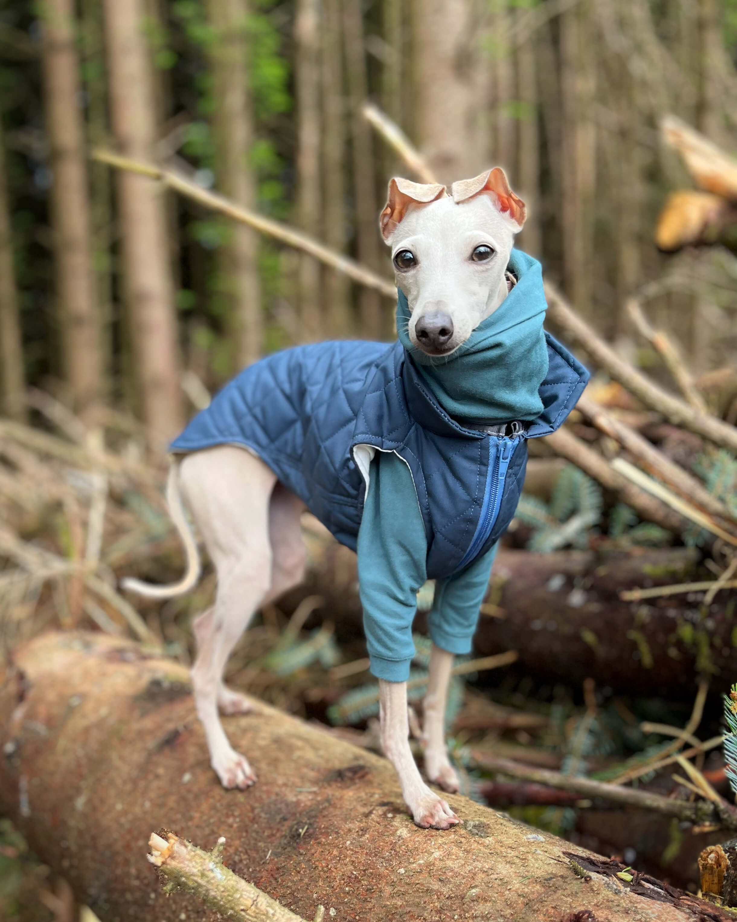 THE MARGOT Gilet Iggy Size - Main Image