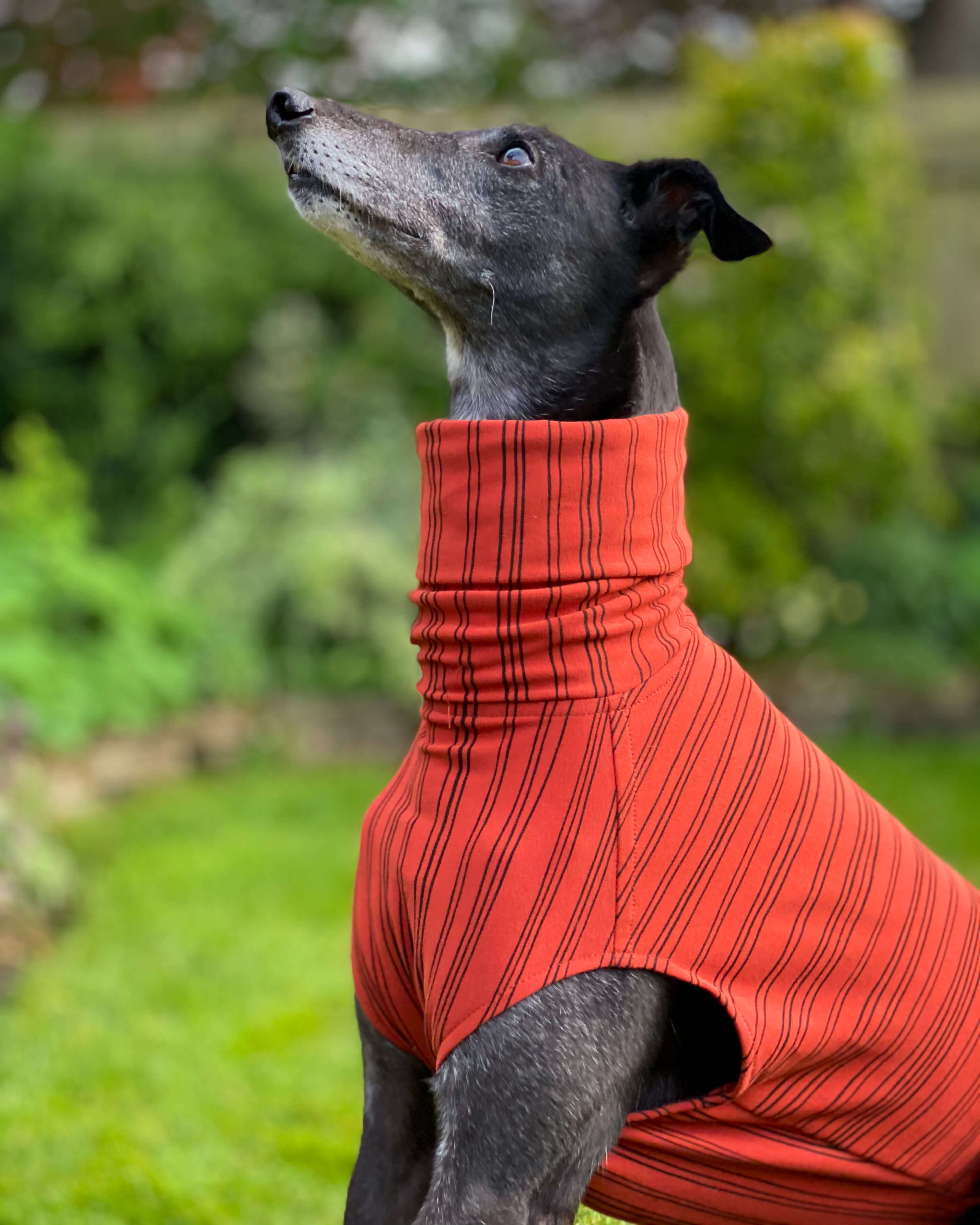 THE BEAU Jumper - Greyhound Size