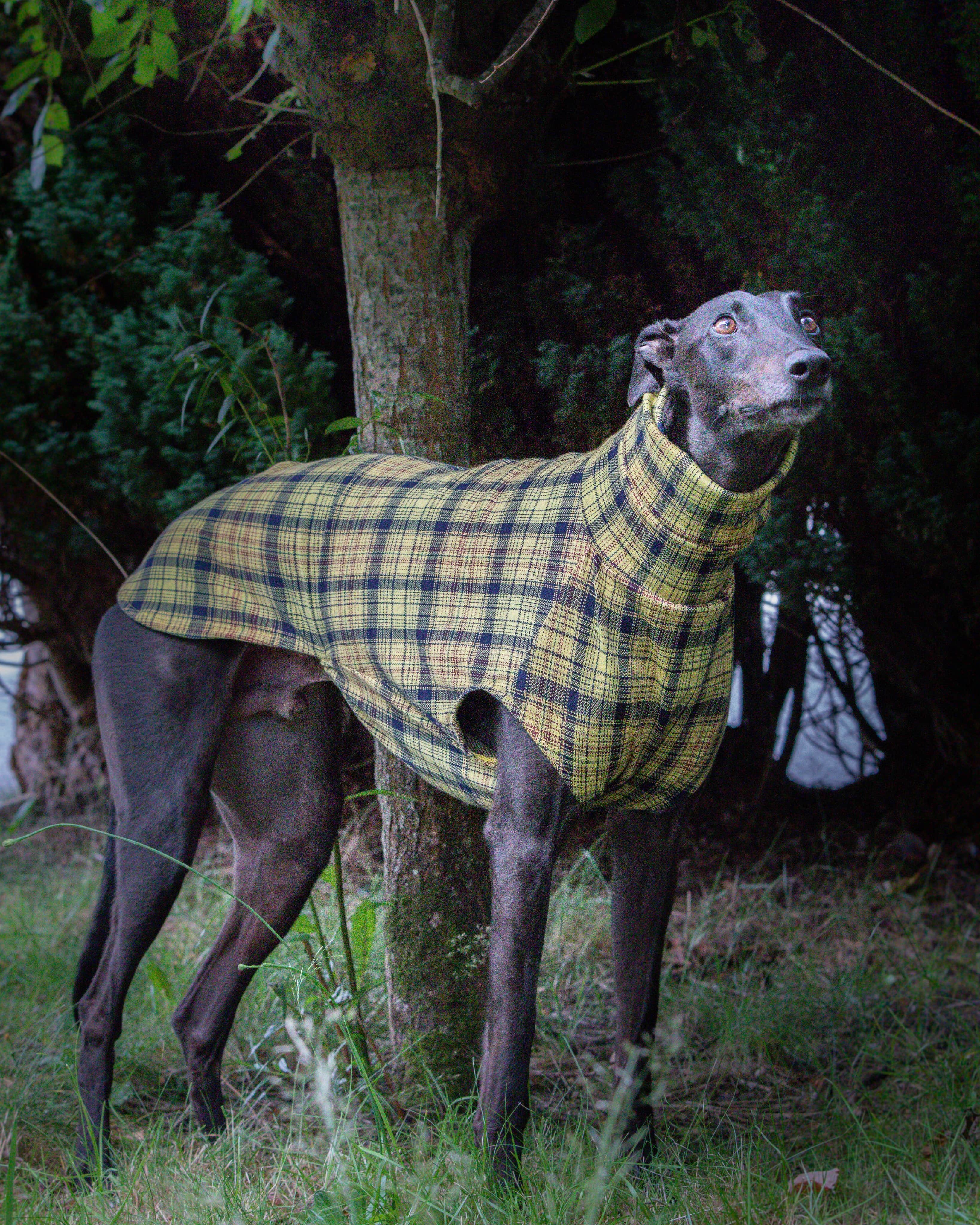 THE WILLOW Jumper - Greyhound Size