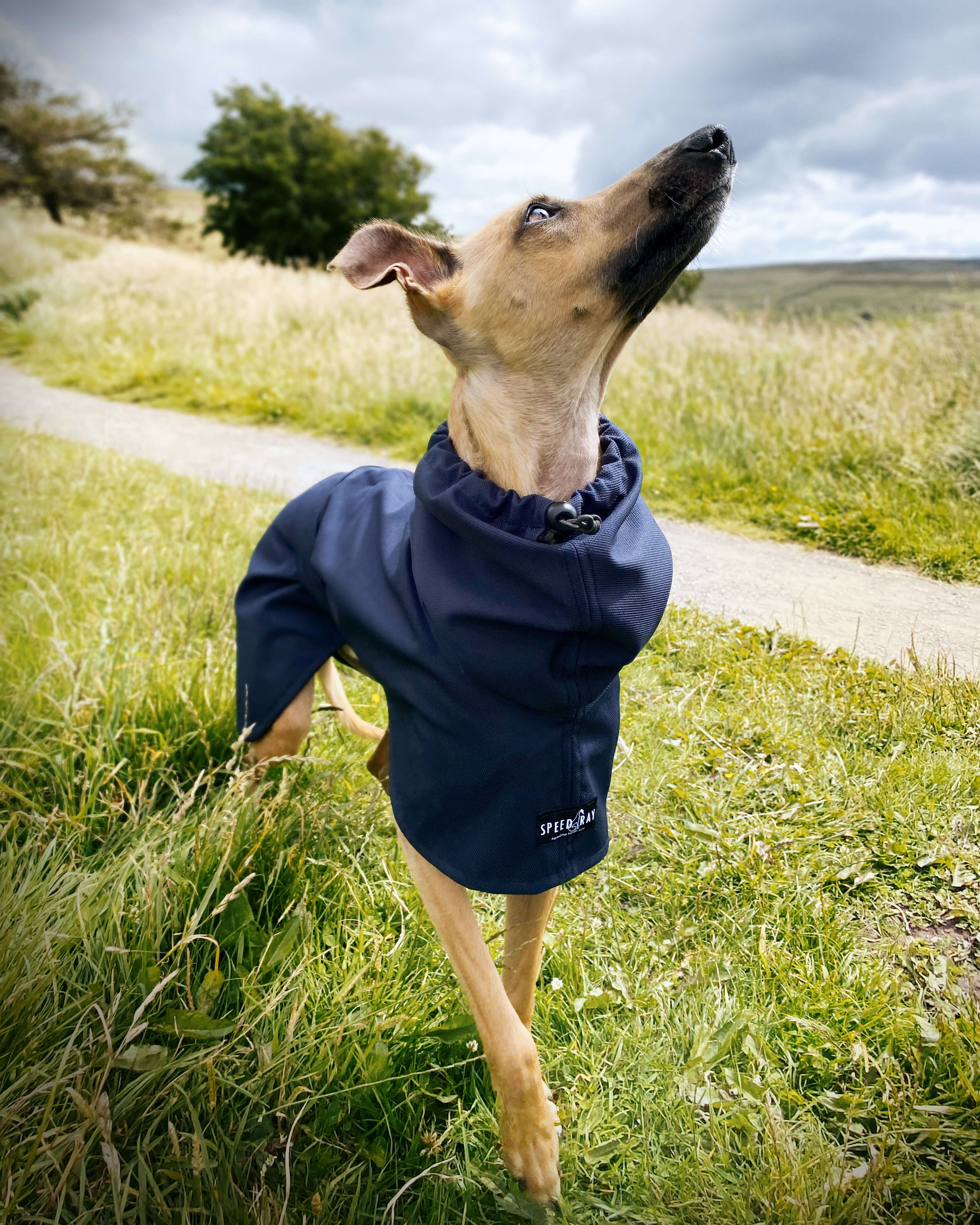 THE BLUE Whippet Raincoat (Blues) - In Stock