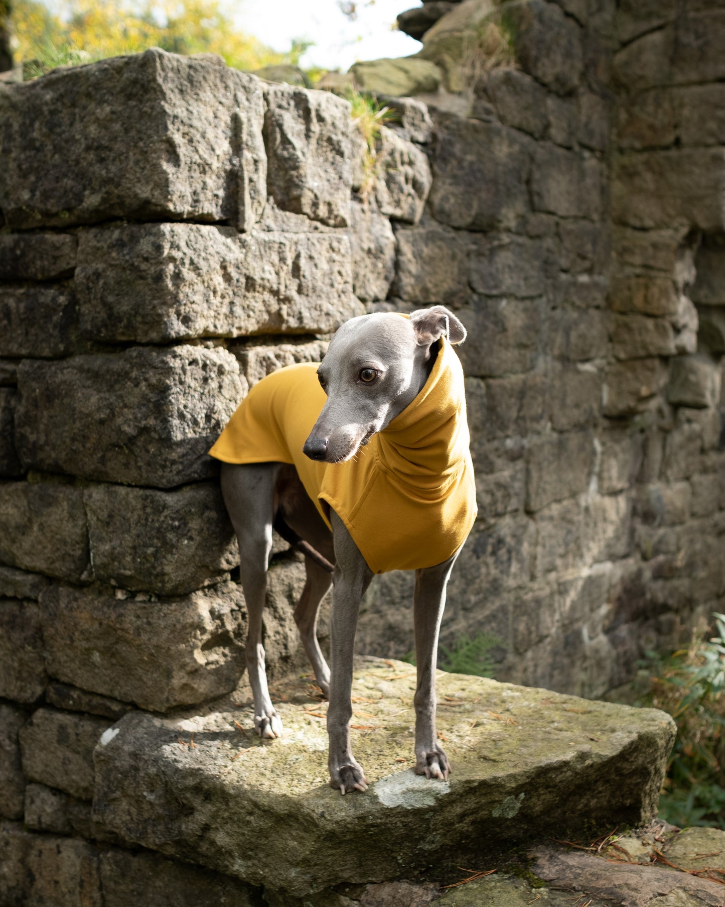 THE CAIRO Greyhound Jumper (Lights)