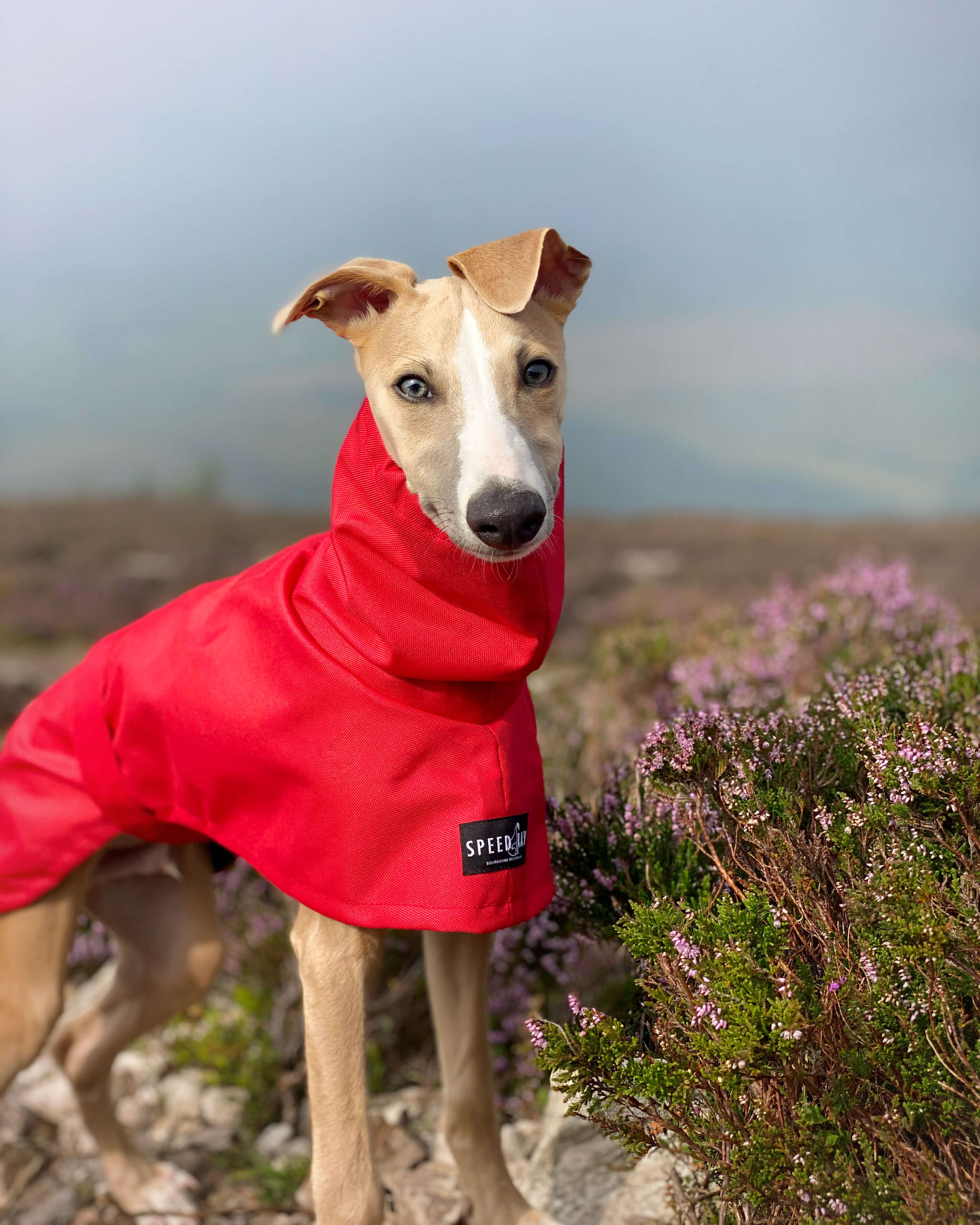 THE OLLIE Water-resistant Puppy Raincoat