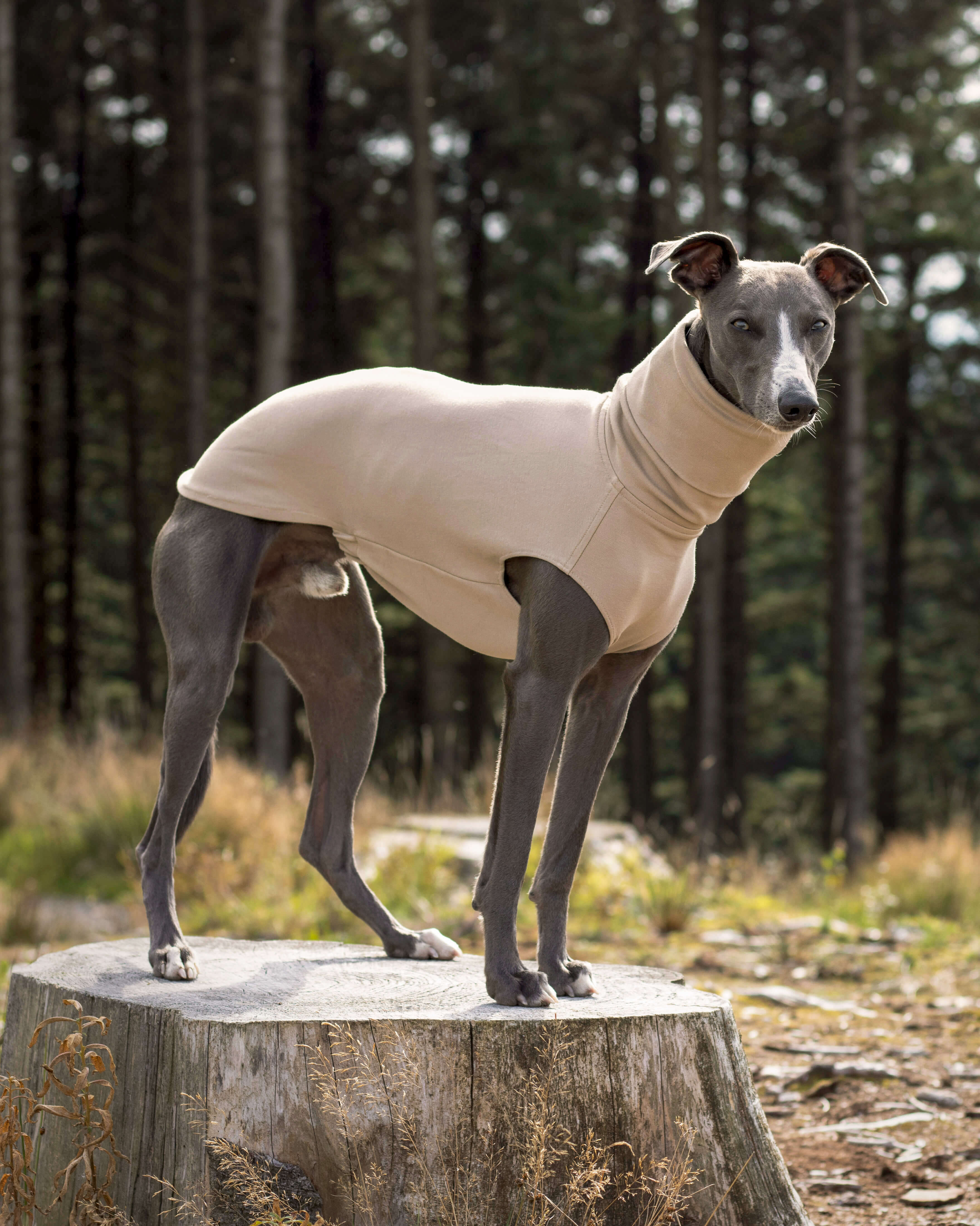 THE CAIRO Jumper (Lights) - Greyhound Size