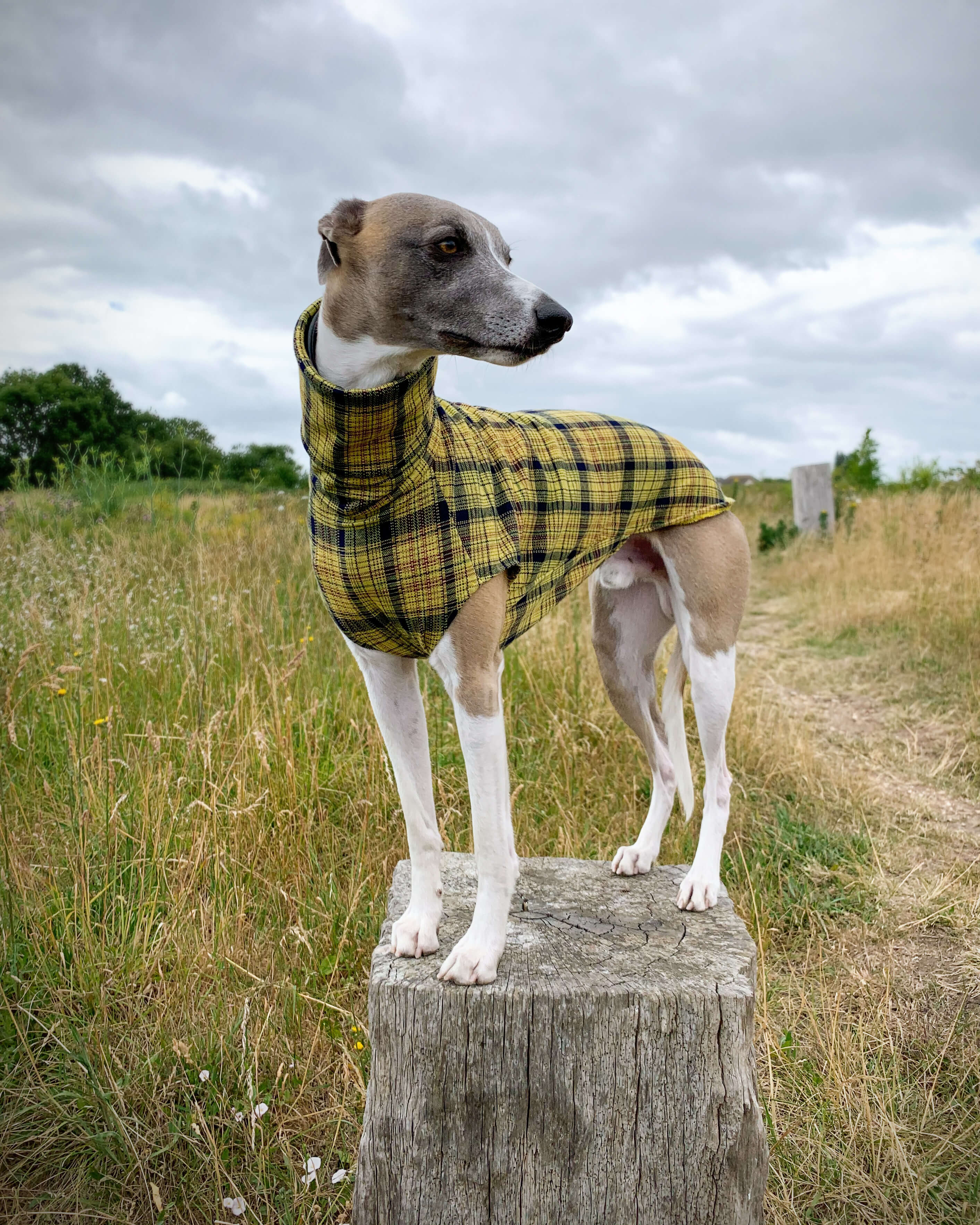 THE WILLOW Lightweight Tartan Check Whippet Jumper