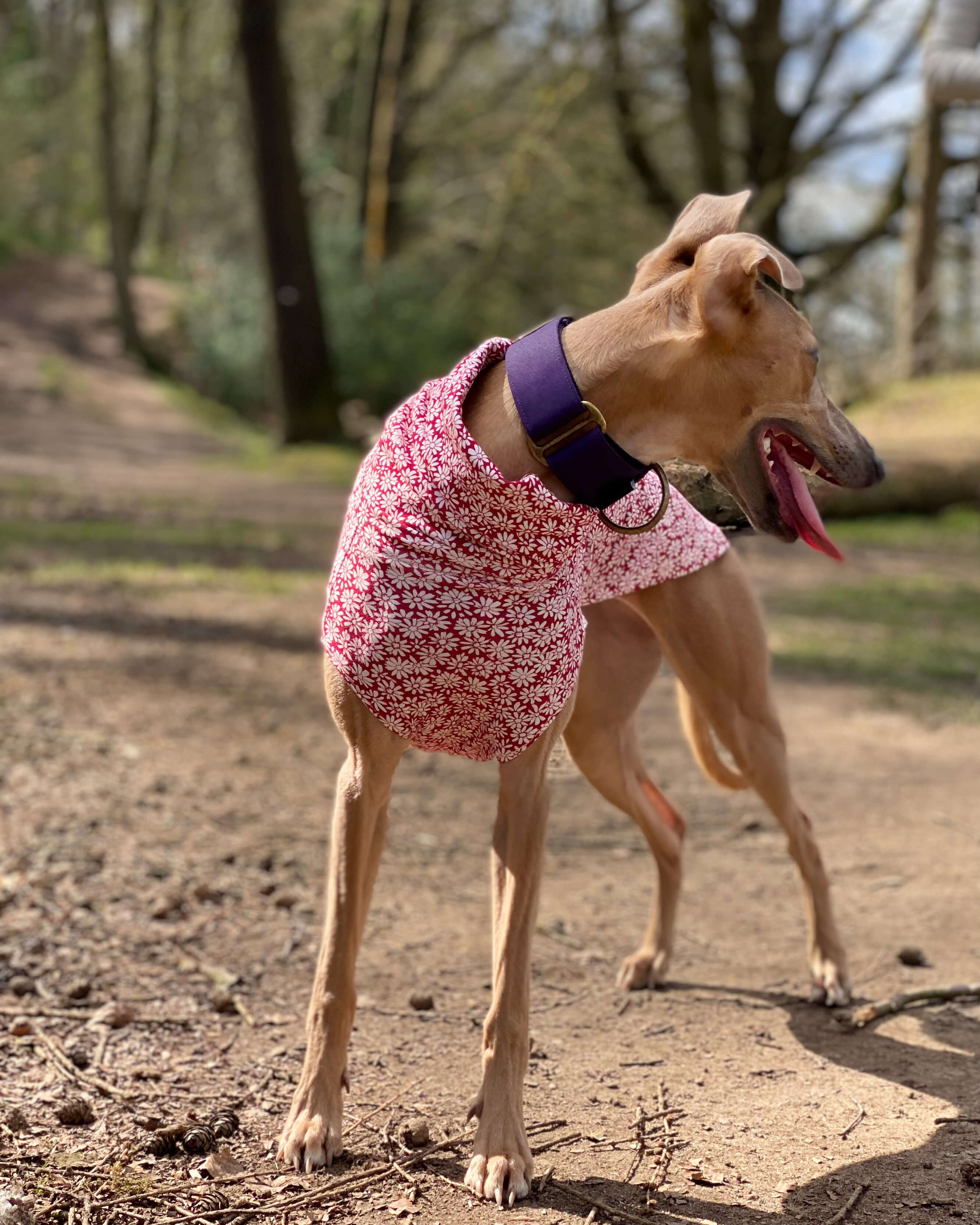 THE BELLA Daisy Lightweight Whippet T-shirt
