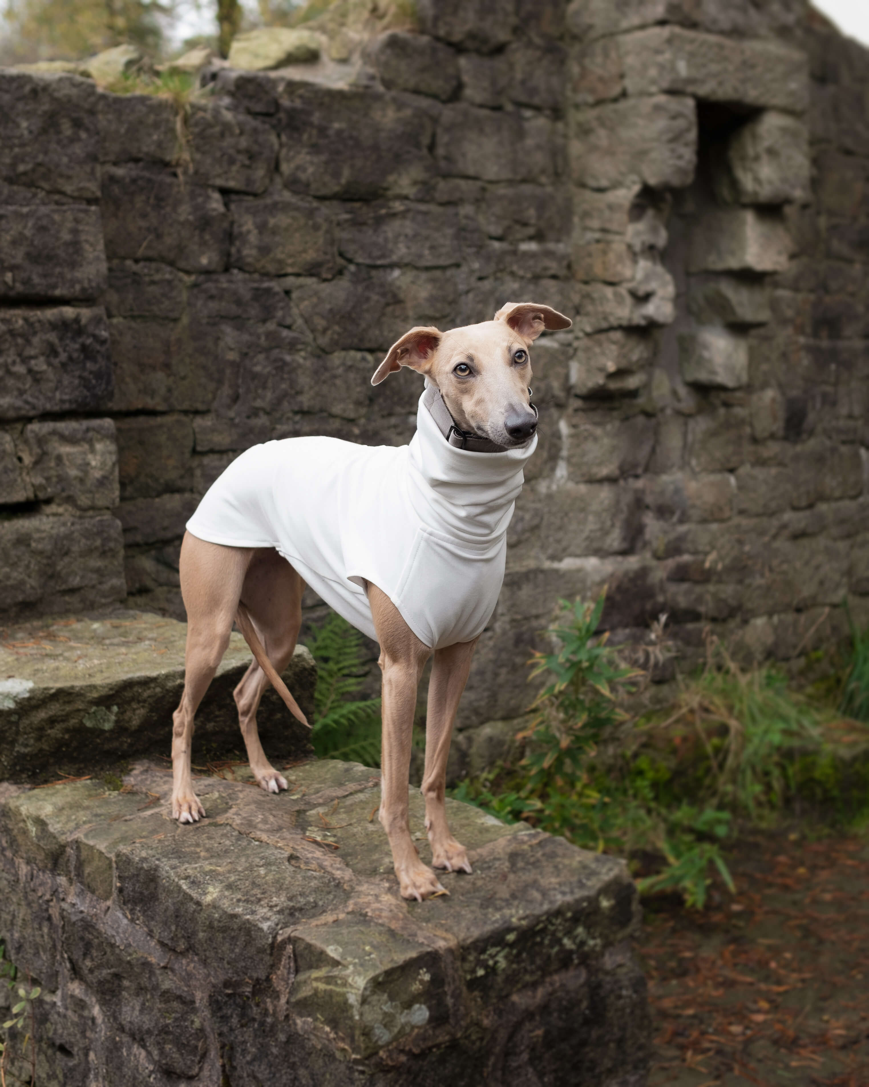 THE CAIRO Whippet Jumper (Lights)