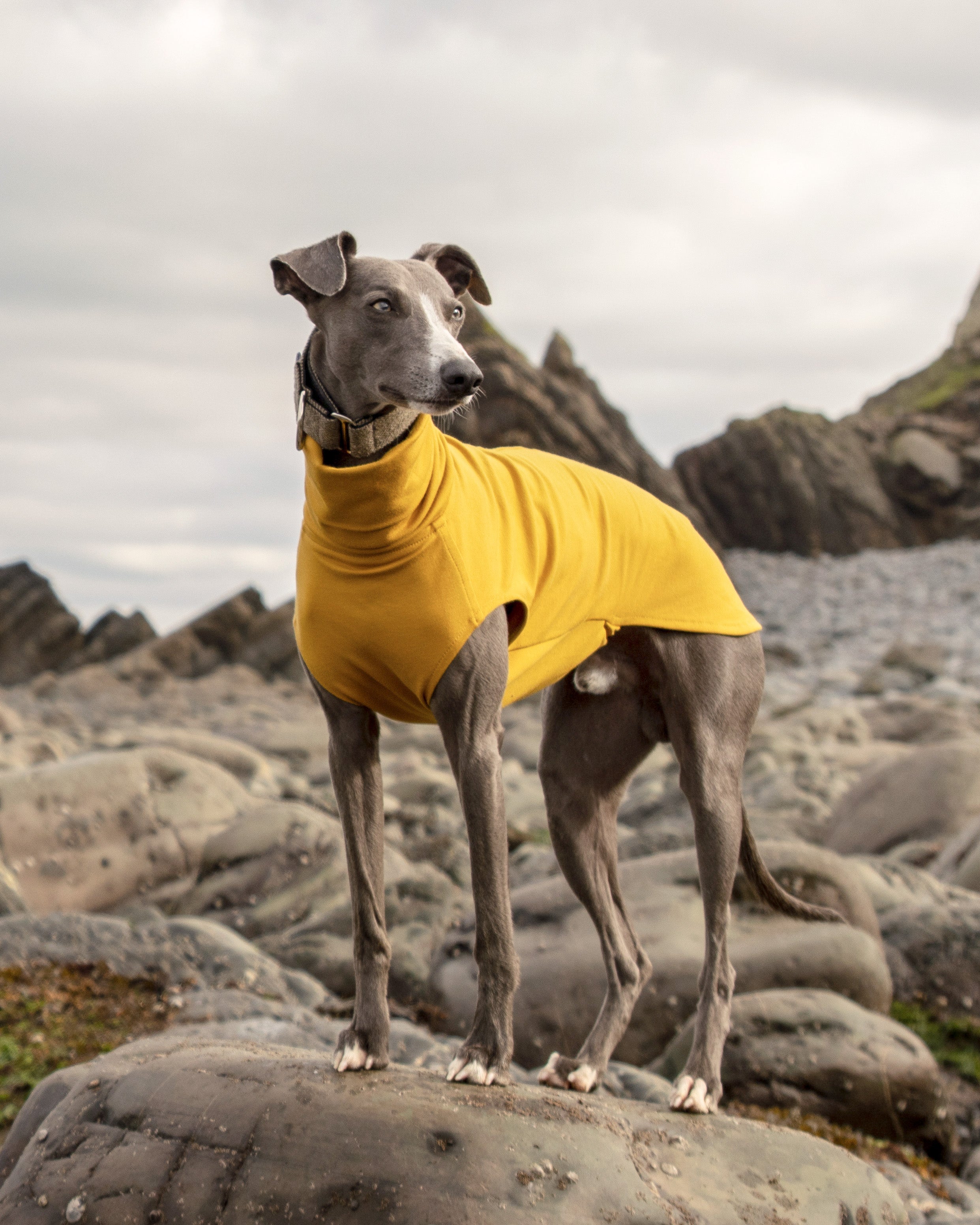 THE CAIRO Jumper (Lights) - Iggy Size