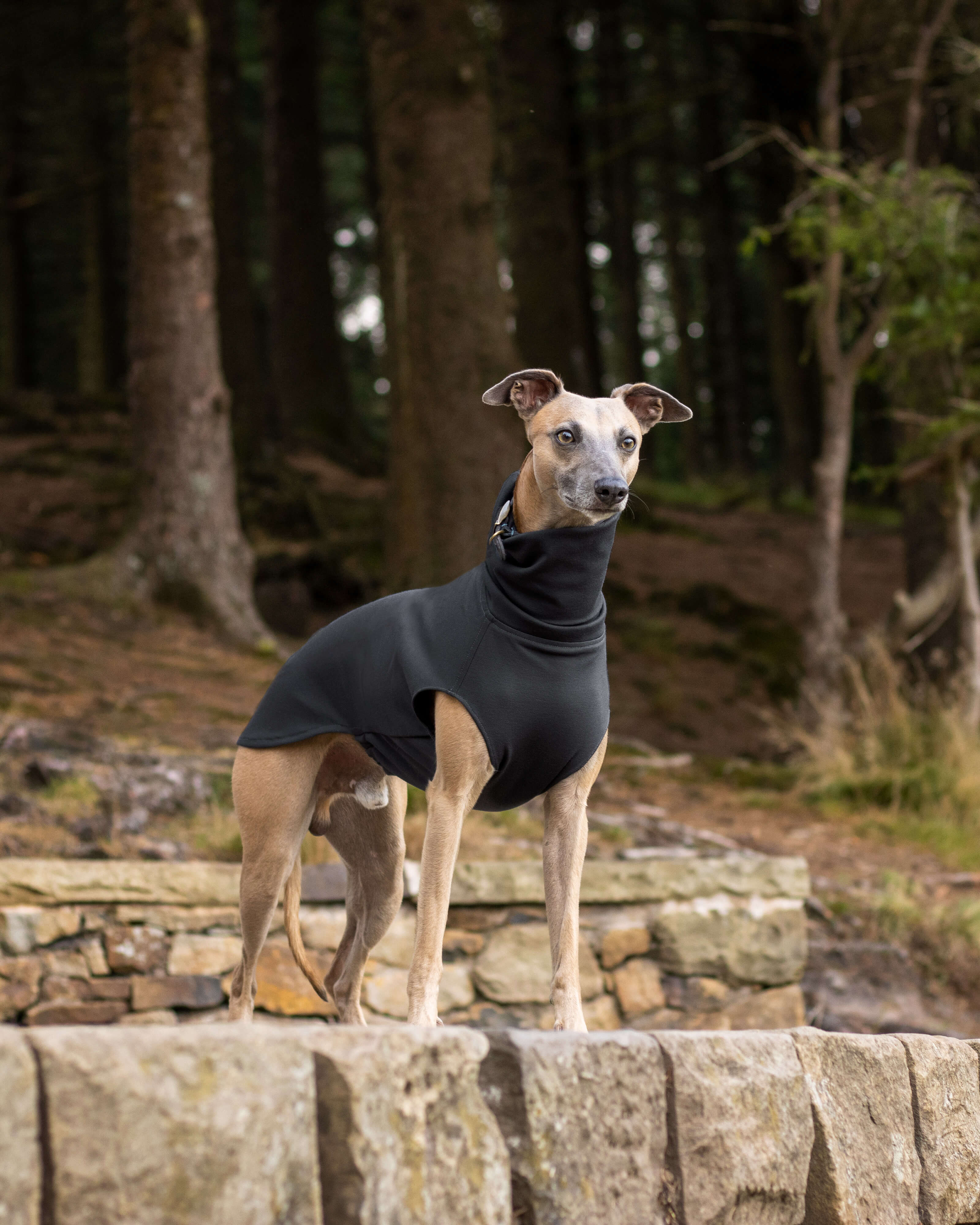 THE CAIRO Jumper (Darks) - Iggy Size