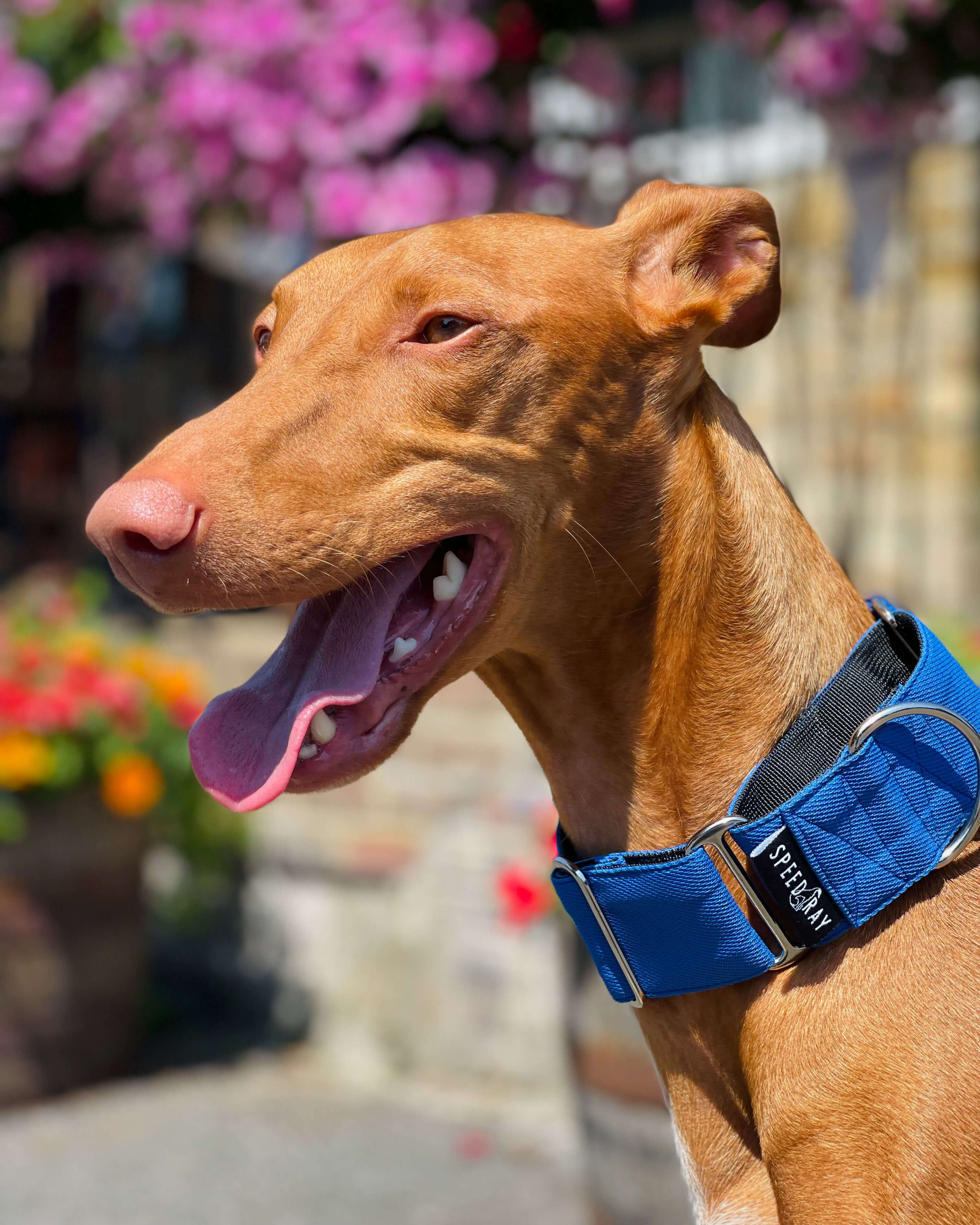 THE BLUE Martingale Collars