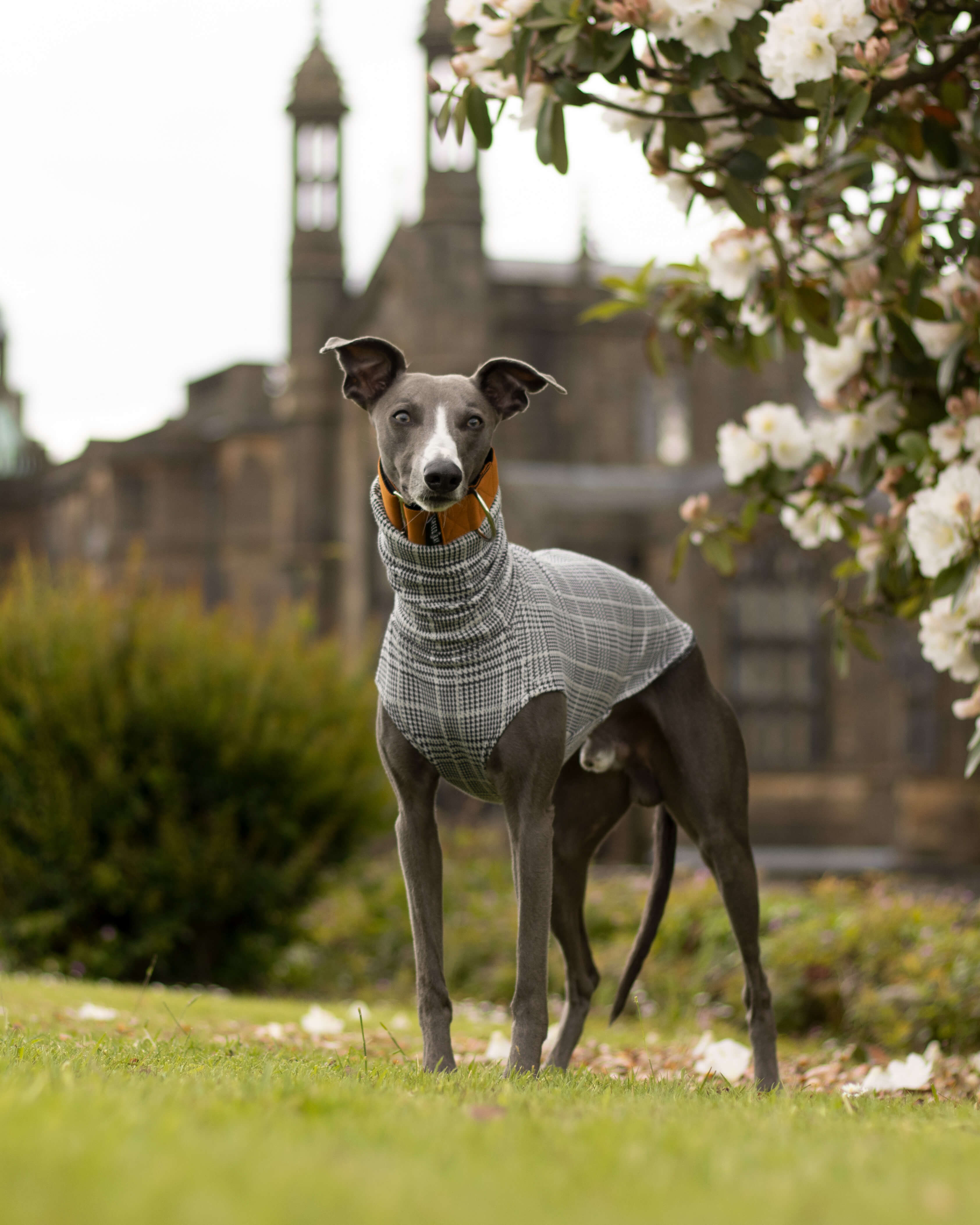 THE DALTON Whippet Jumper