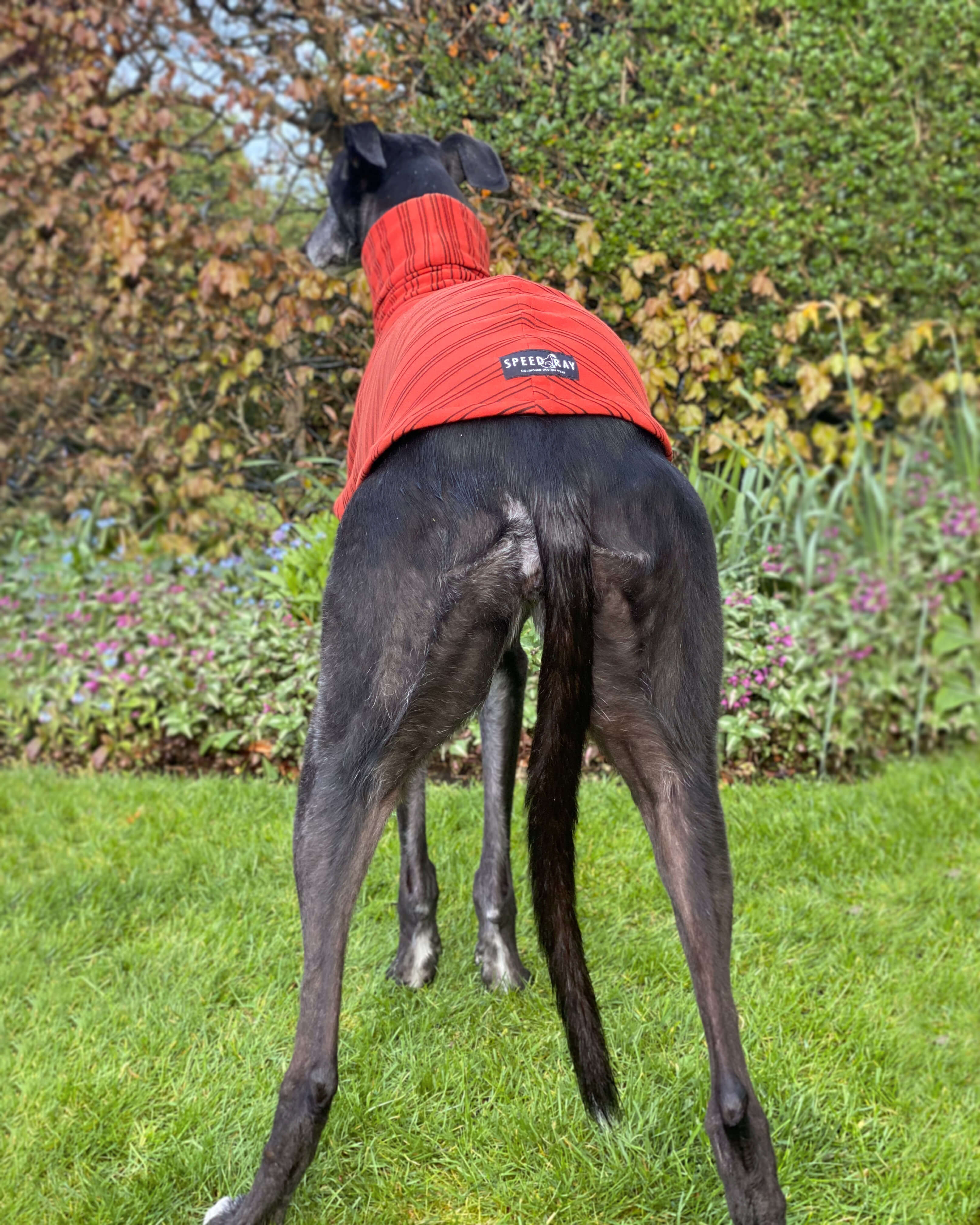 THE BEAU Jumper - Greyhound Size