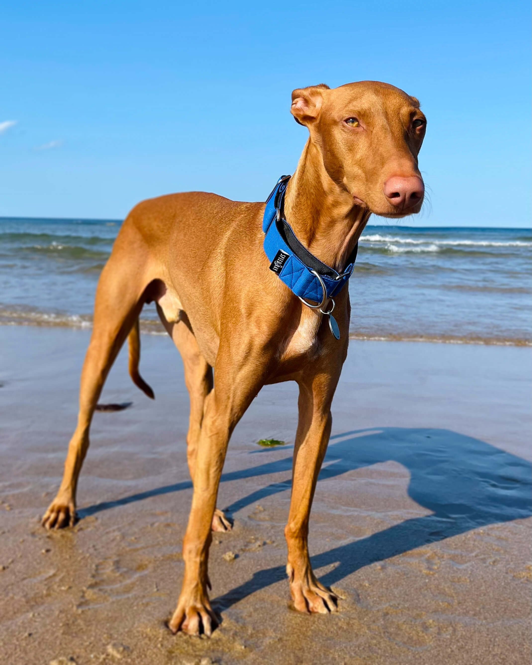 THE BLUE Martingale Collars