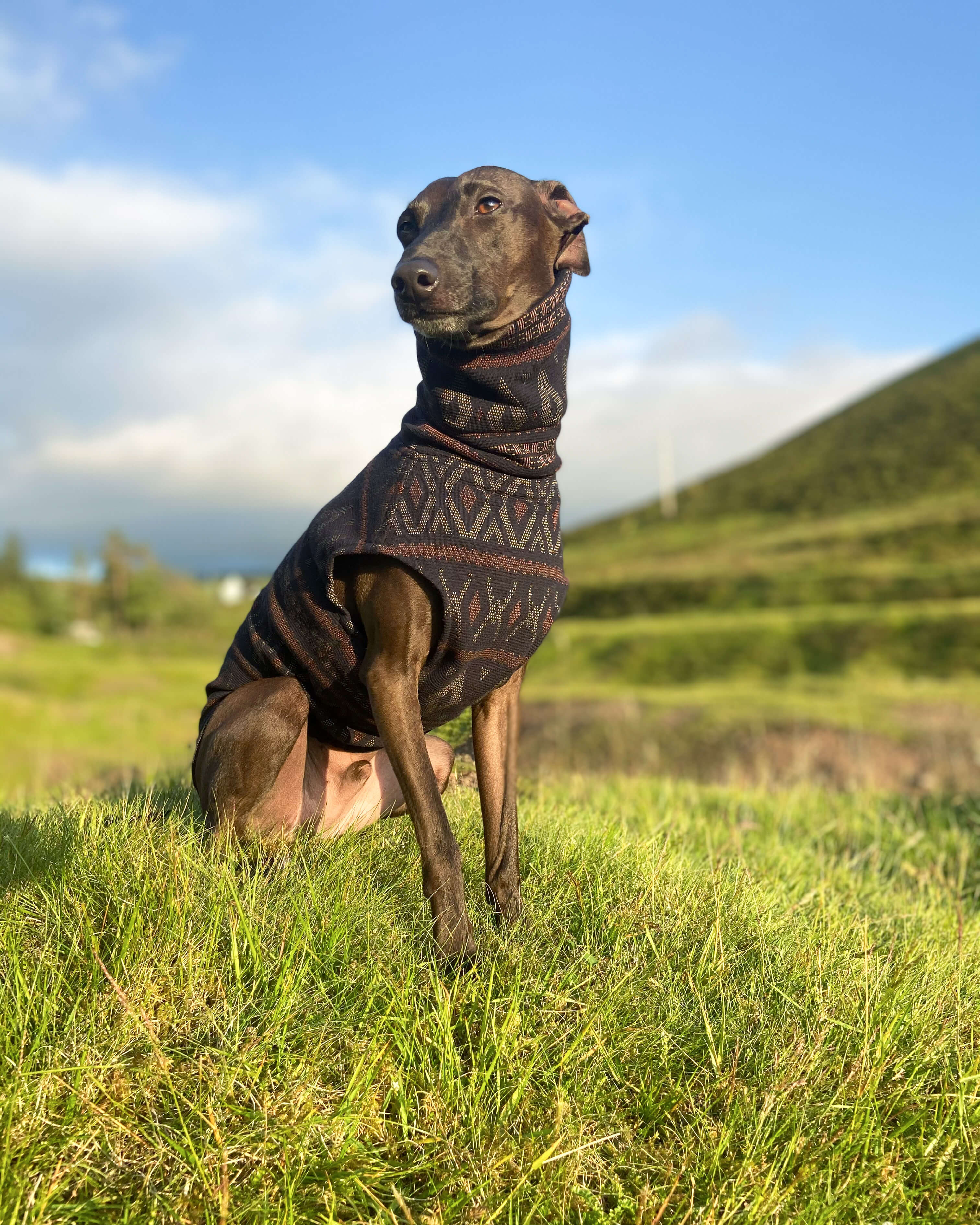THE SAMMY Jumper - Iggy Size