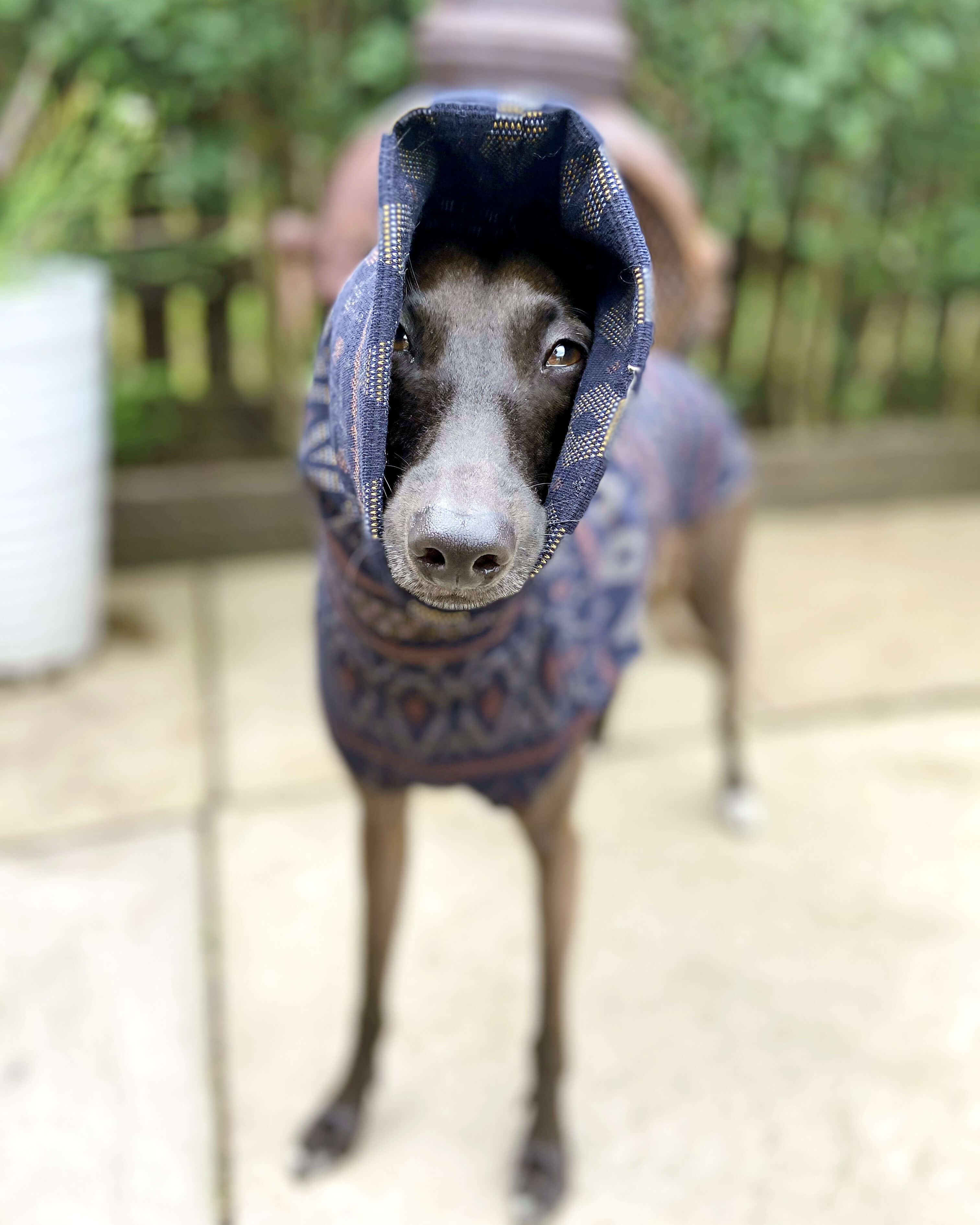 THE SAMMY Jumper - Iggy Size