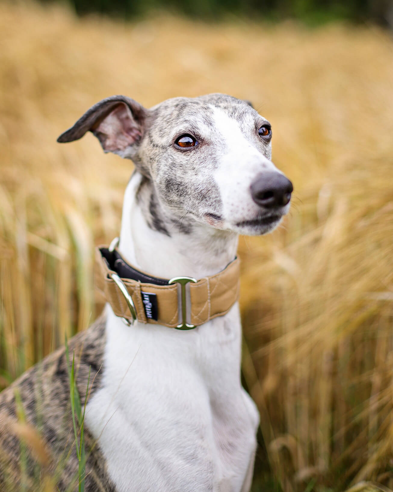THE MARGOT Martingale Collar