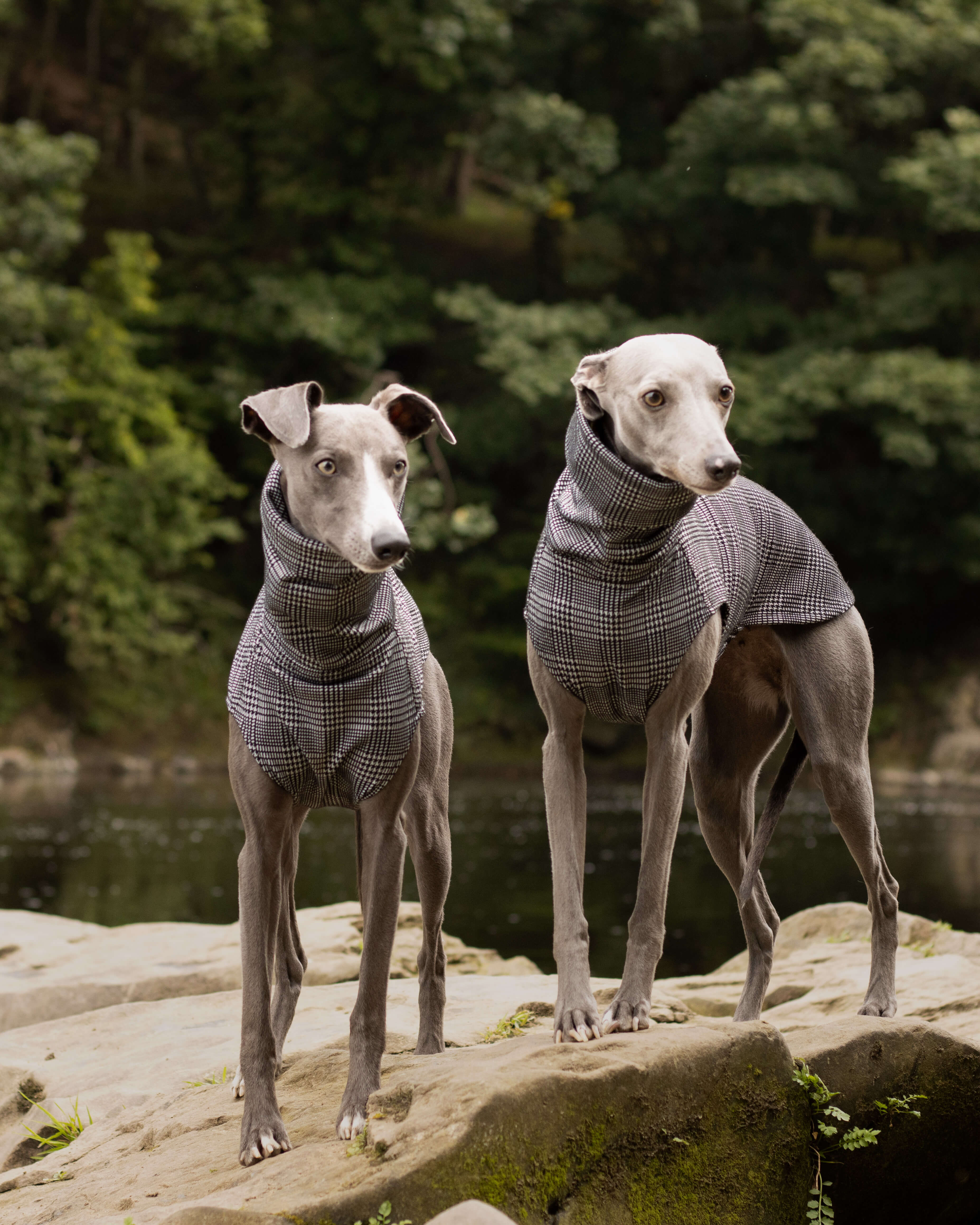 THE MADDY Dog Tooth Check Whippet Jumper