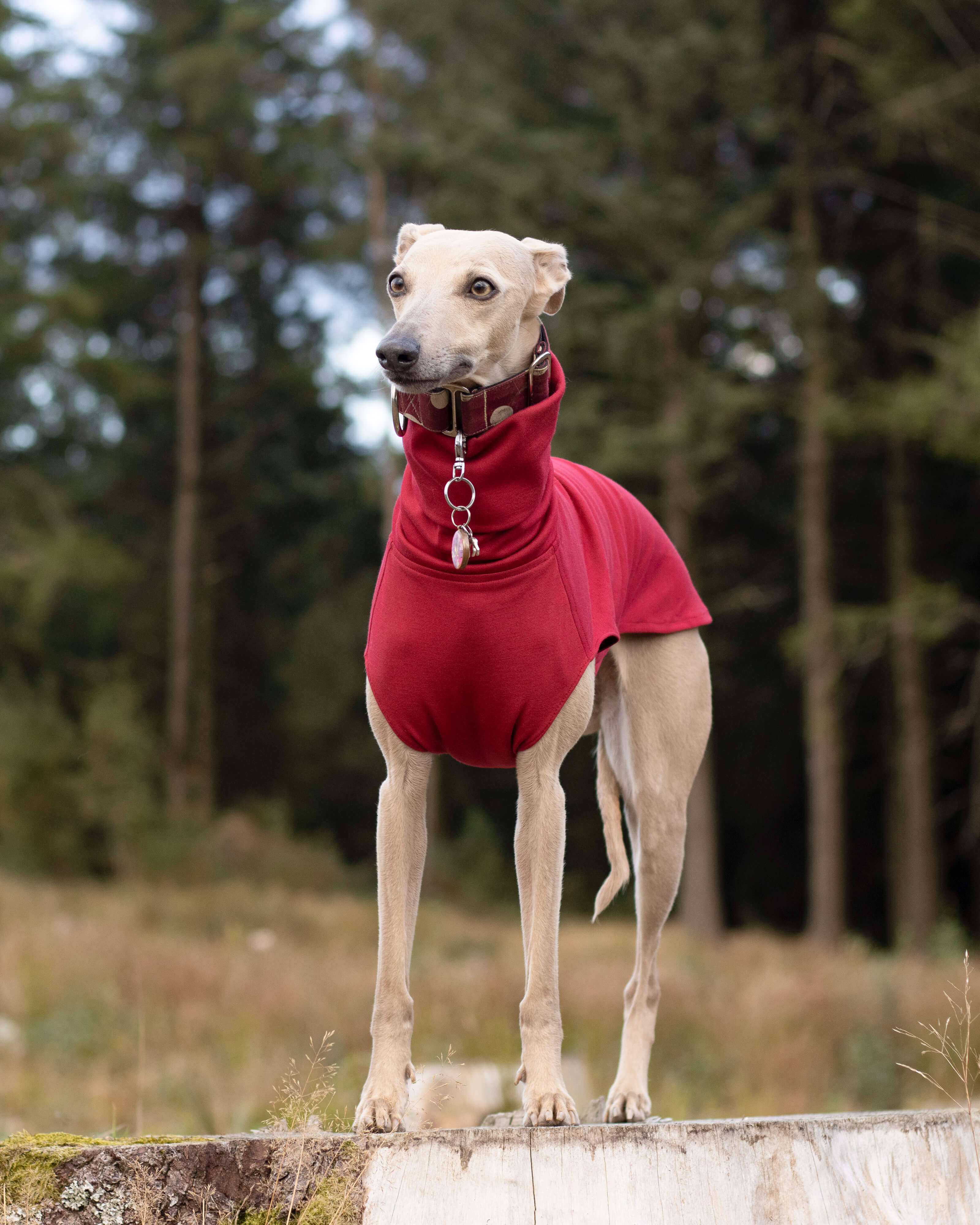 THE CAIRO Whippet Jumper (Reds)