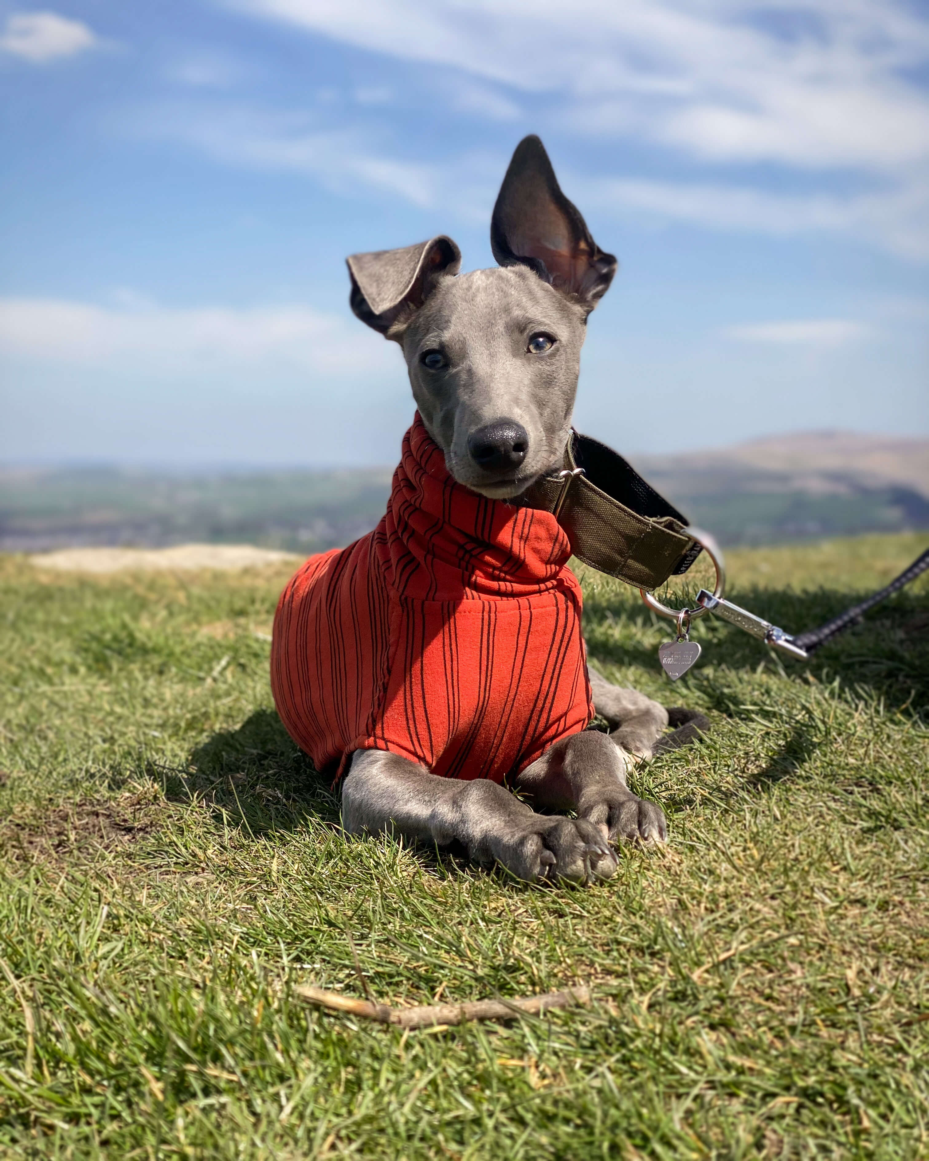 THE BEAU Organic Cotton Puppy Jumper