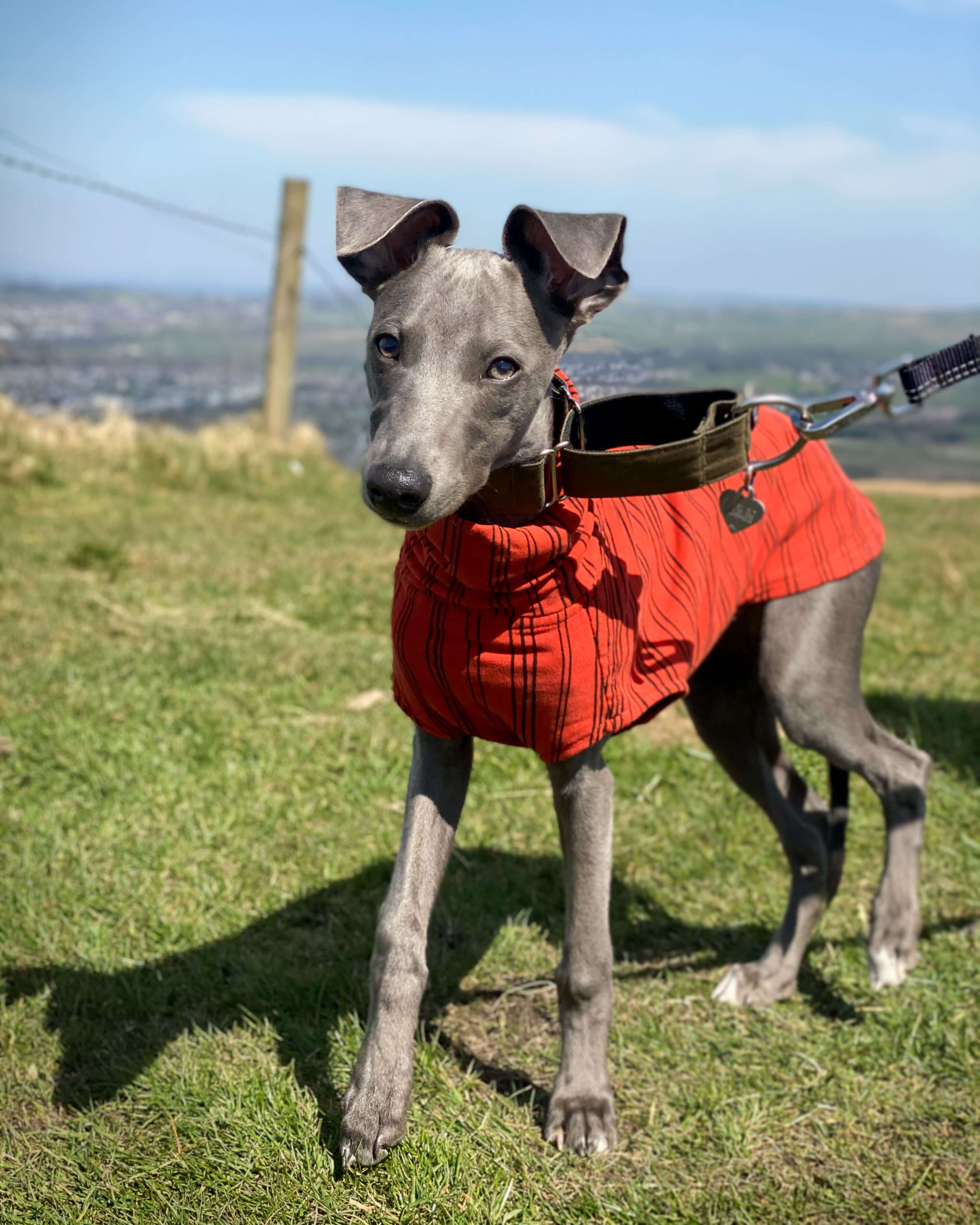THE BEAU Organic Cotton Puppy Jumper
