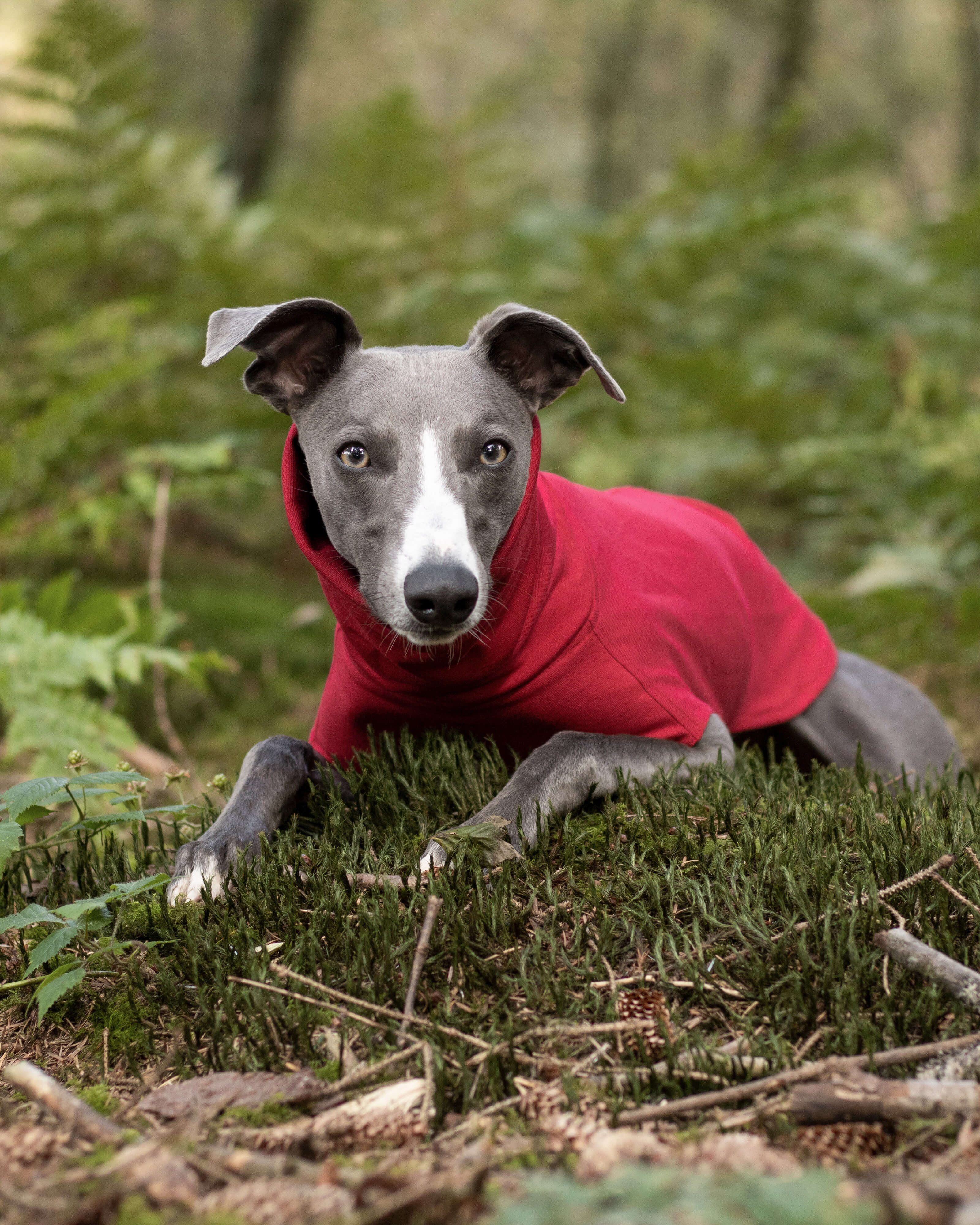 THE CAIRO Jumper (Reds) - Iggy Size