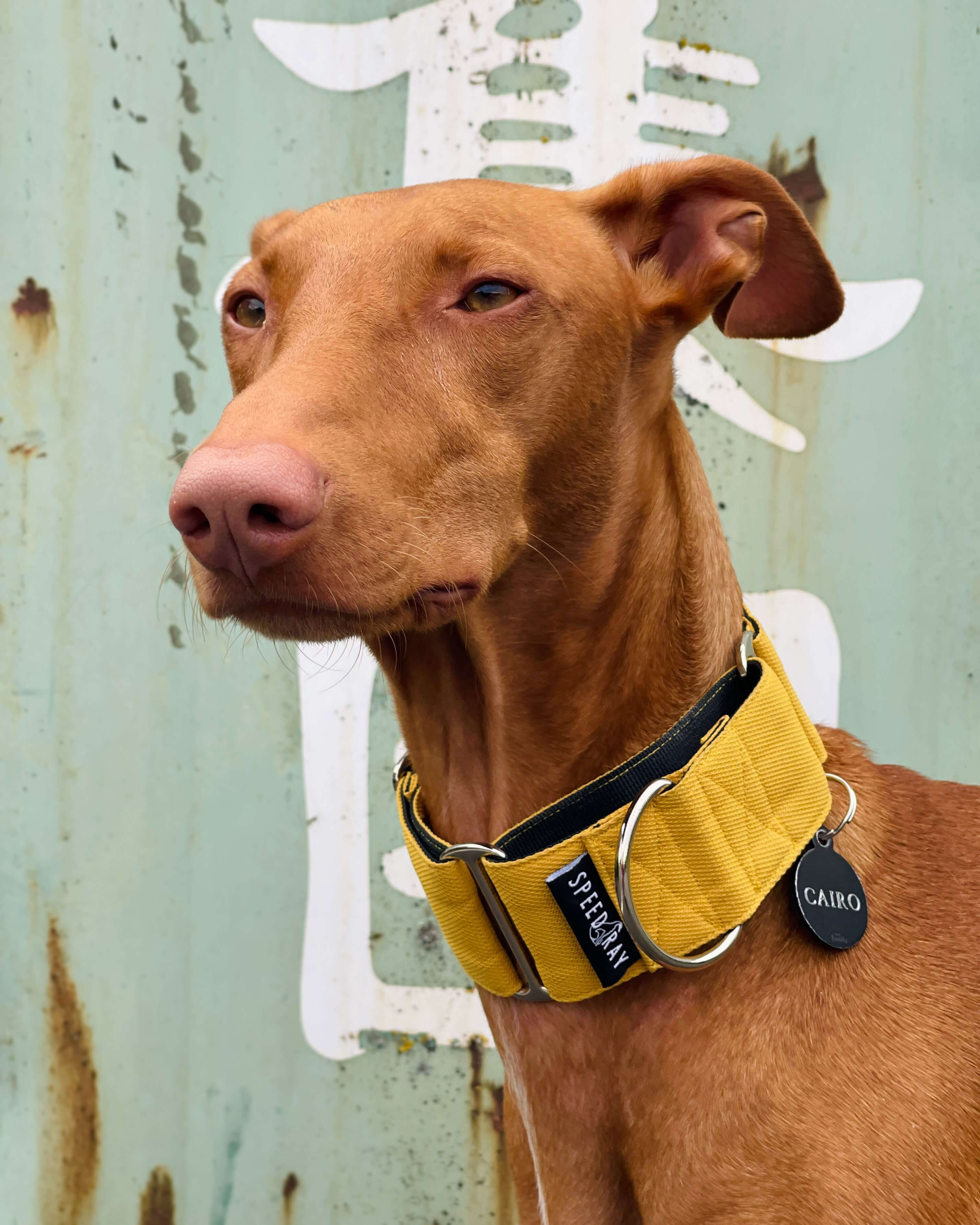 THE ROXY Martingale Collars
