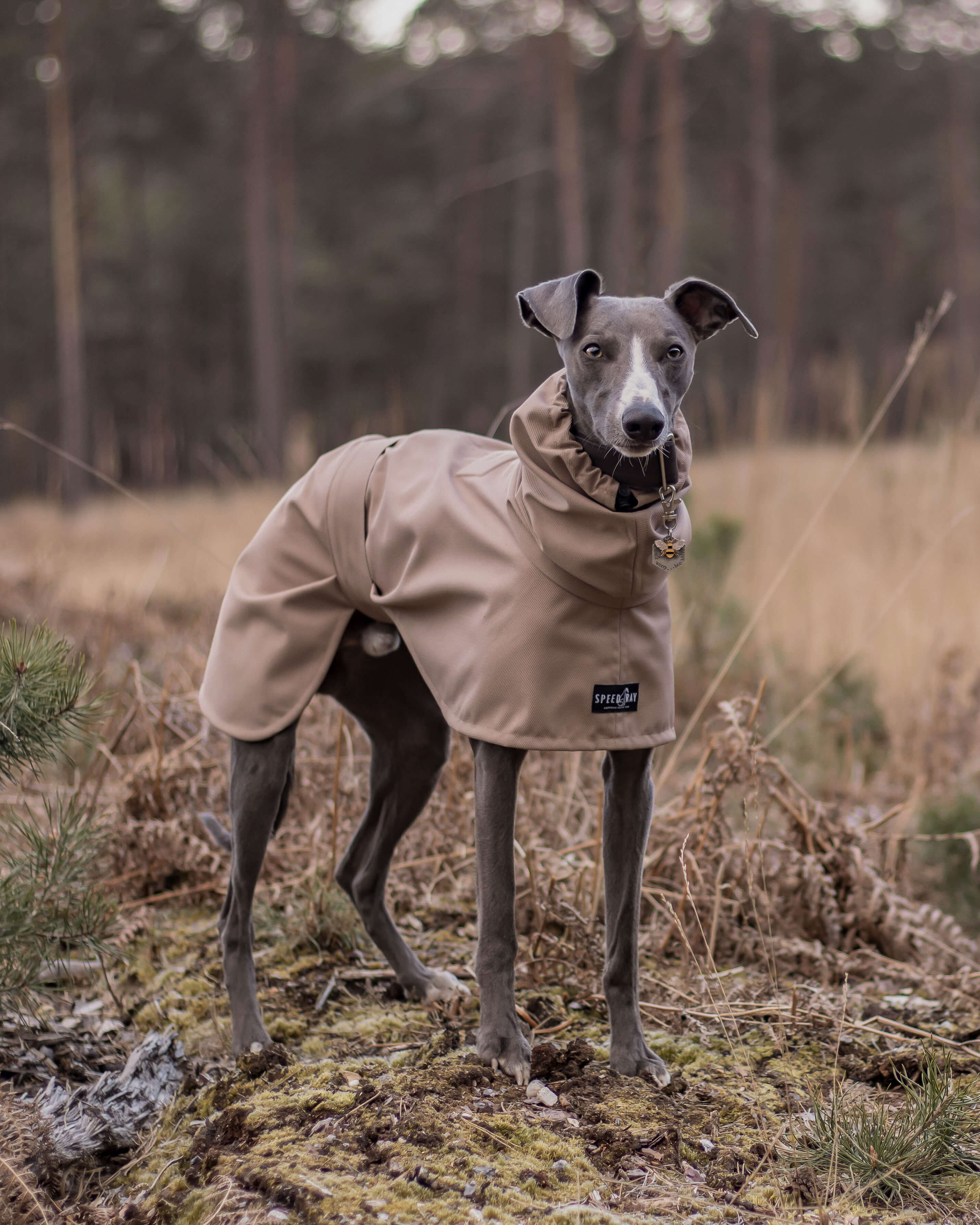 THE DOBBY Raincoat Greyhound Size - Main Image