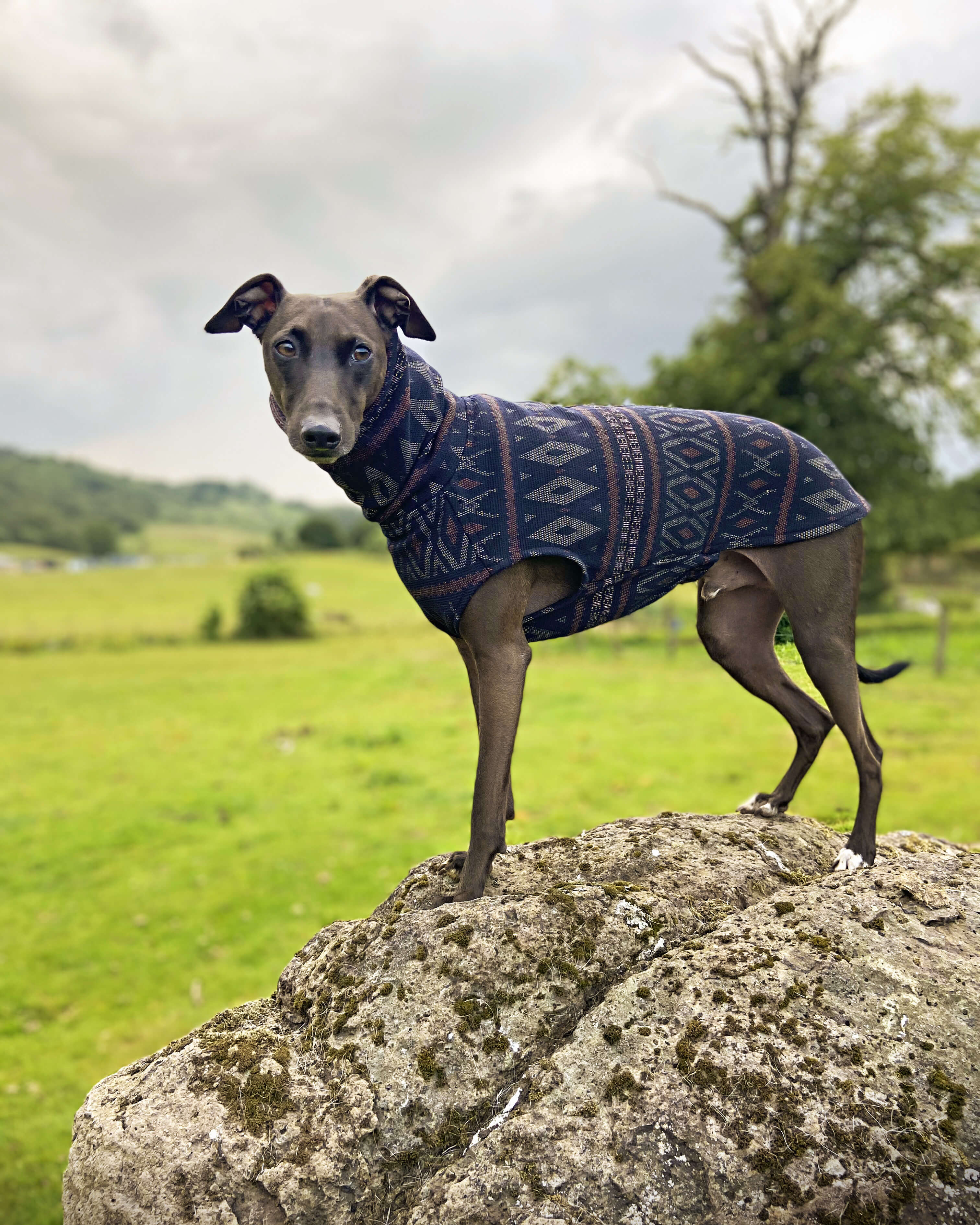THE SAMMY Jumper - Iggy Size