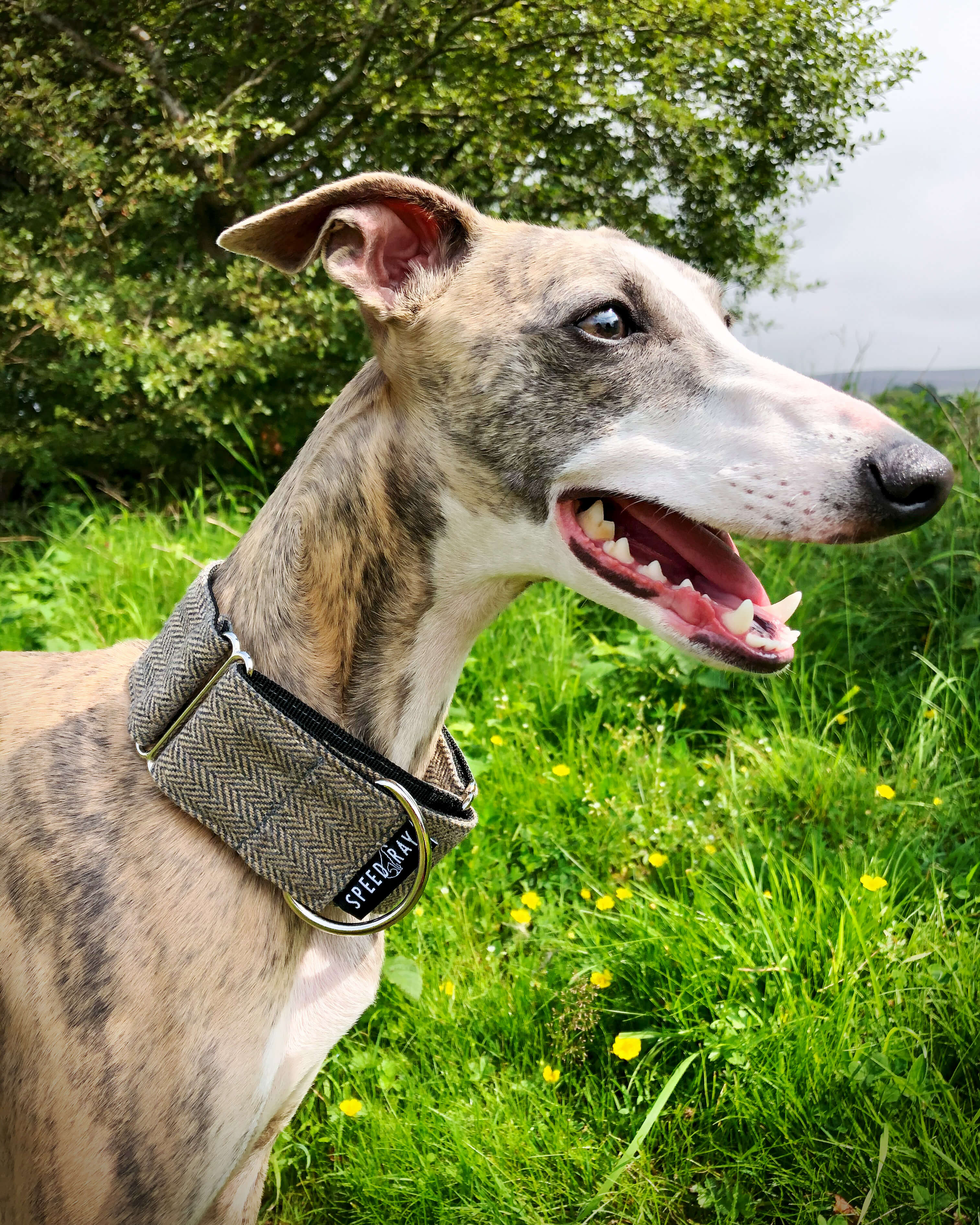 THE GEORGE Tweed Martingale Dog Collar