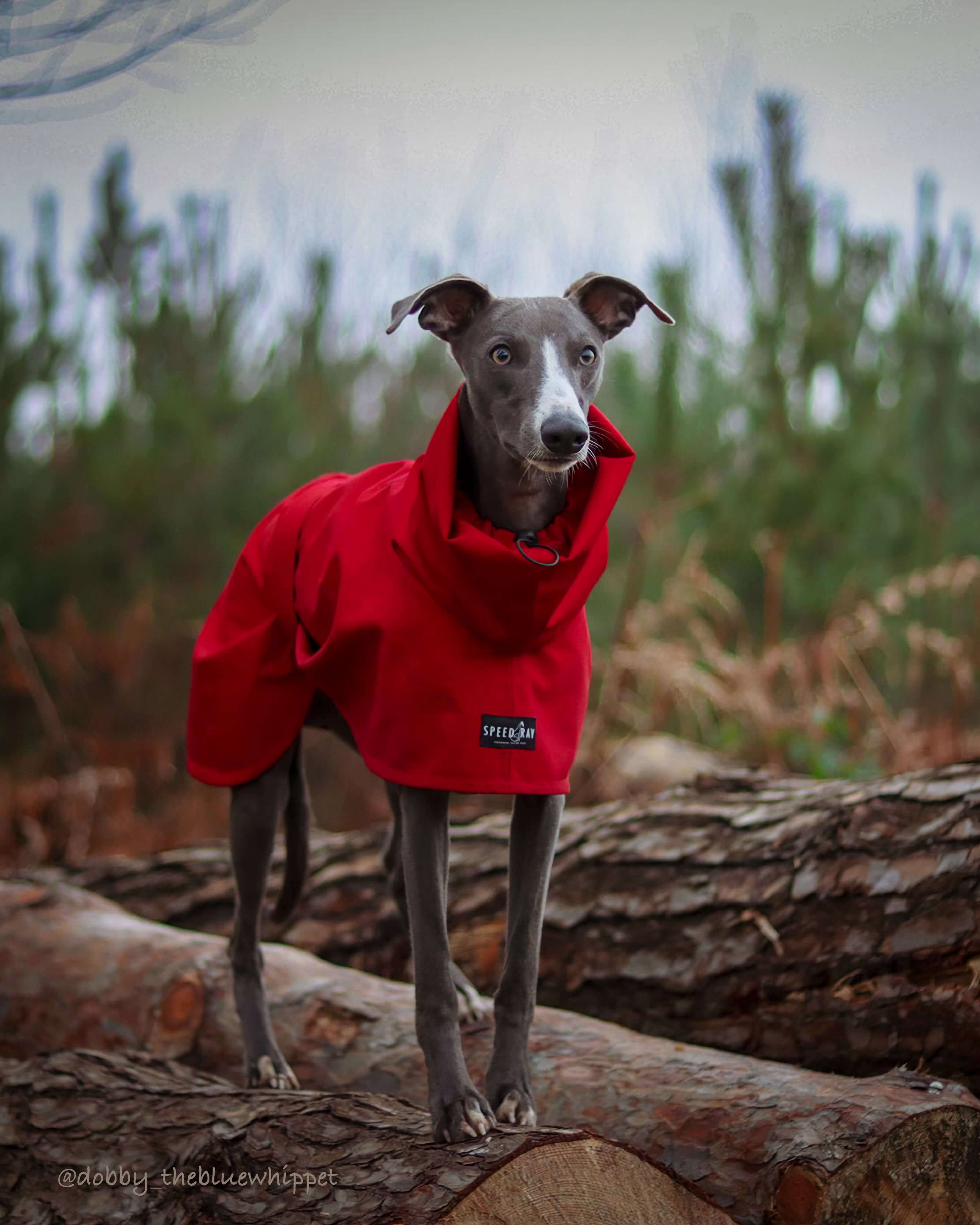 THE ROXY Whippet Raincoat (Lights) - In Stock